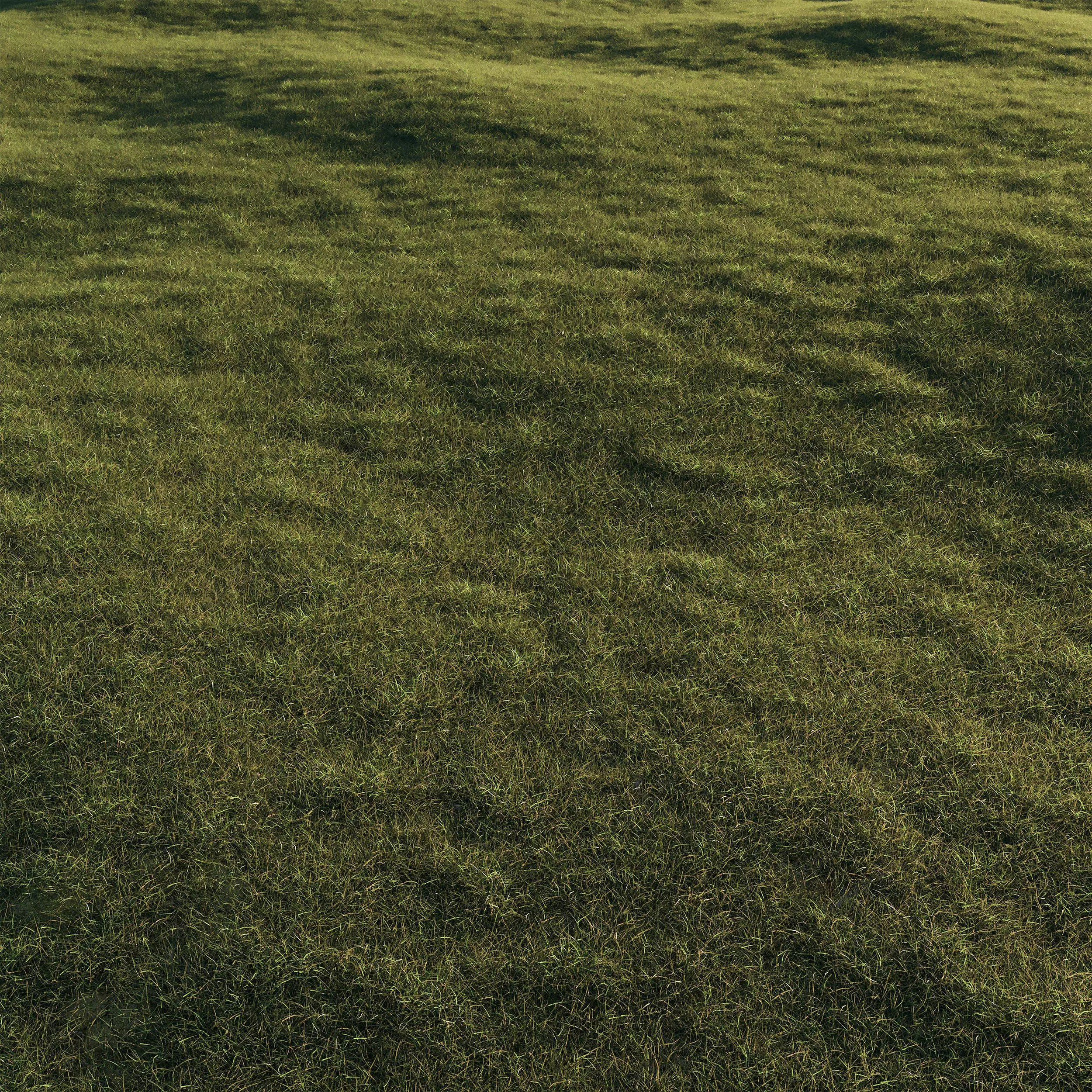 Forest Grass 03 3D model_0