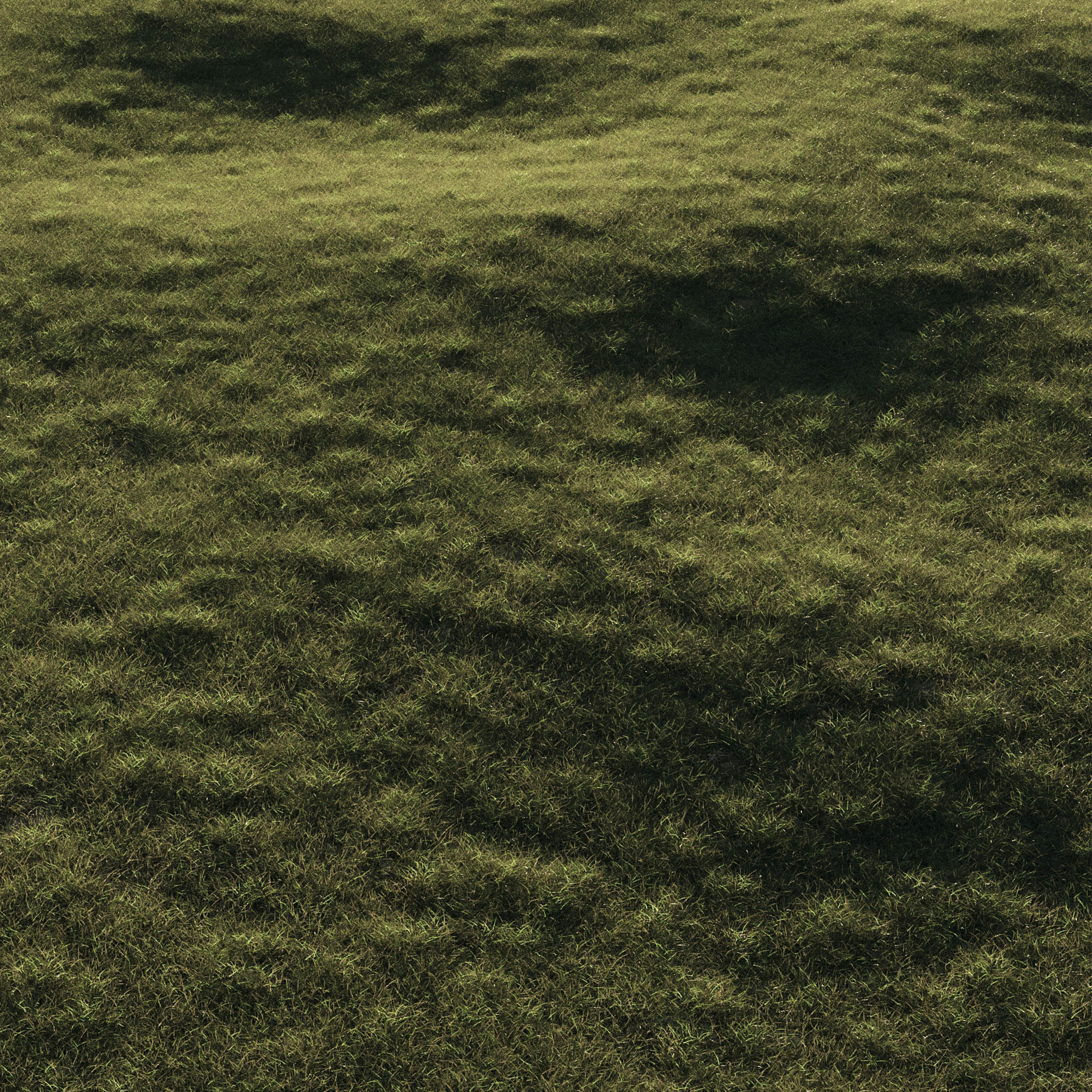 Forest Grass 03 3D model_3