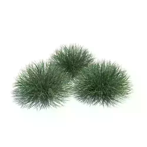 Ornamental Festuca Grass Plant