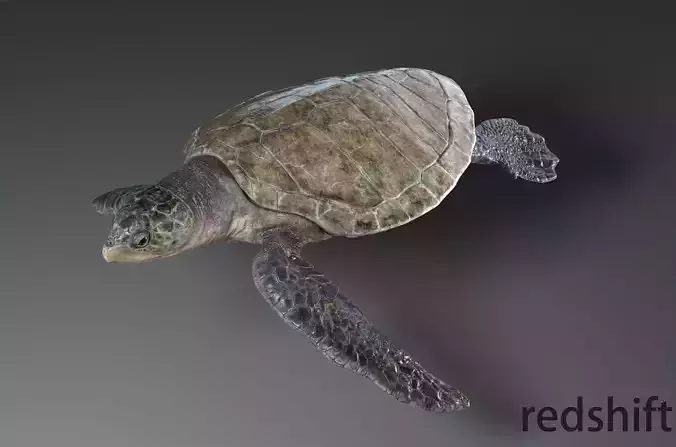 Lepidochelys olivacea