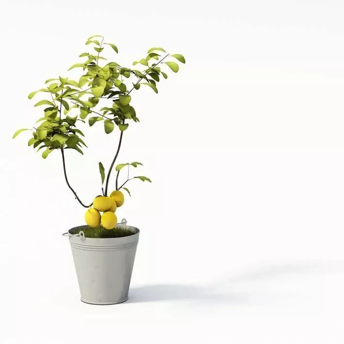 Plant Potted In Metal Bucket 3D model