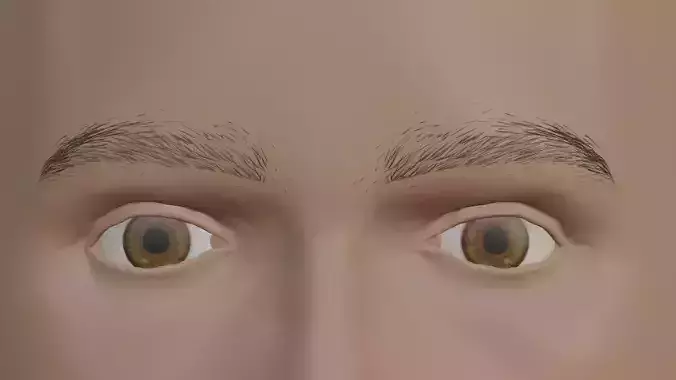 Natural looking eyebrows Low-poly 3D model