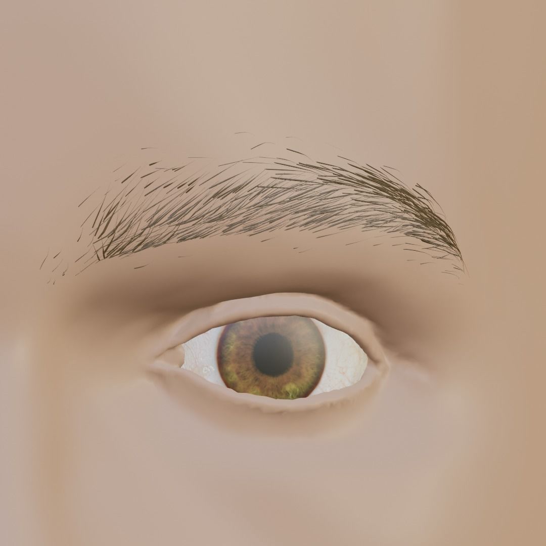 Natural looking eyebrows Low-poly 3D model_1