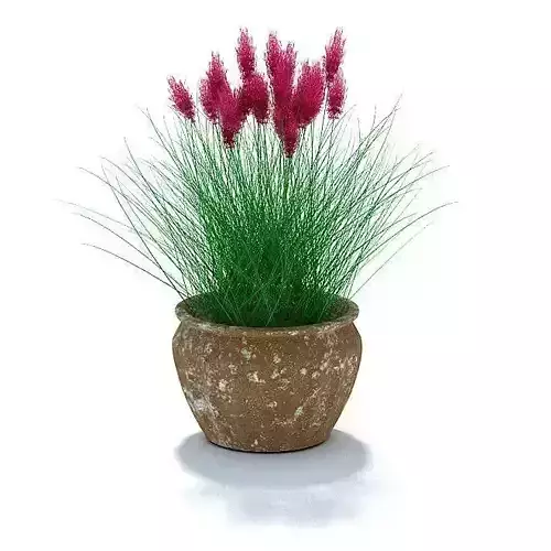 Purple Flower Grass Plant