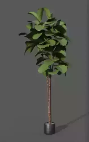 Floor Plant 03