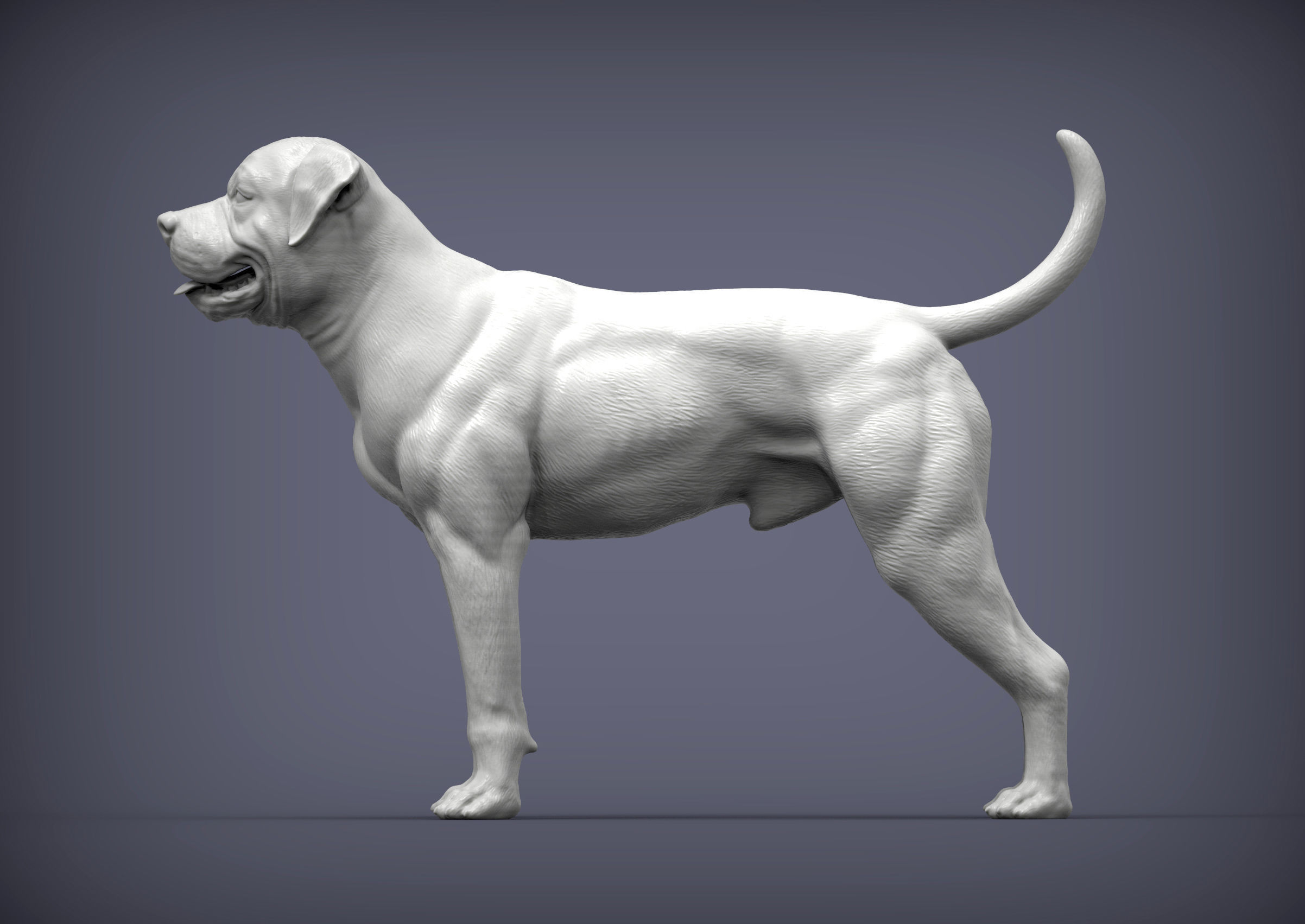 american bulldog 3D print model_1