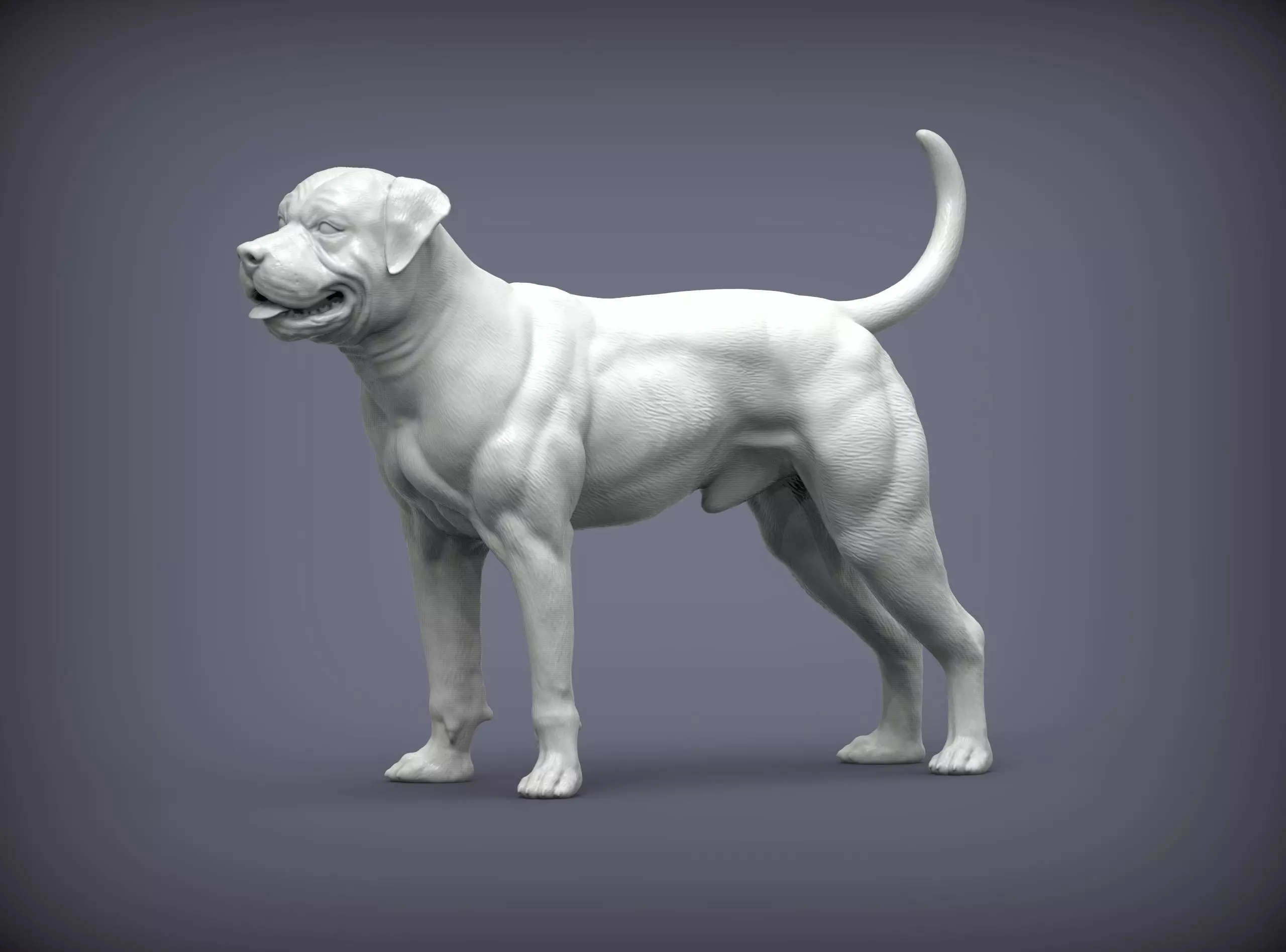 american bulldog 3D print model_0