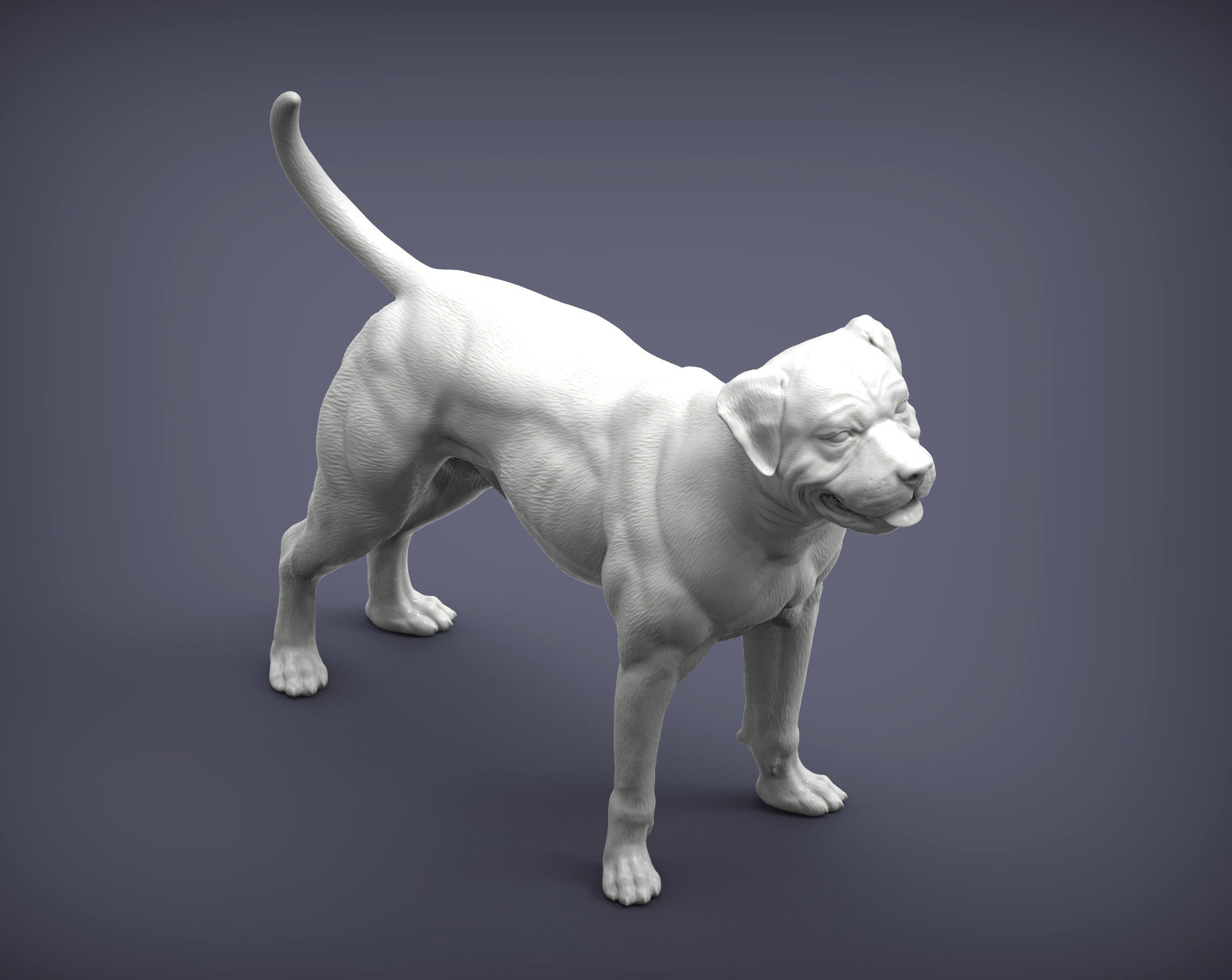 american bulldog 3D print model_2
