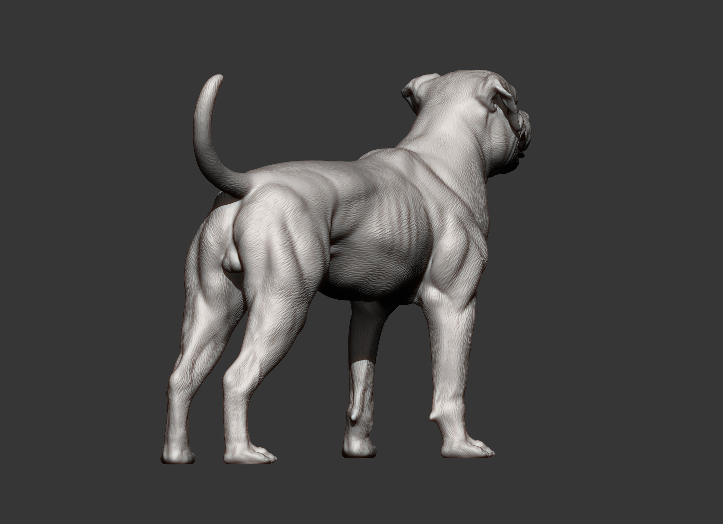 american bulldog 3D print model_7