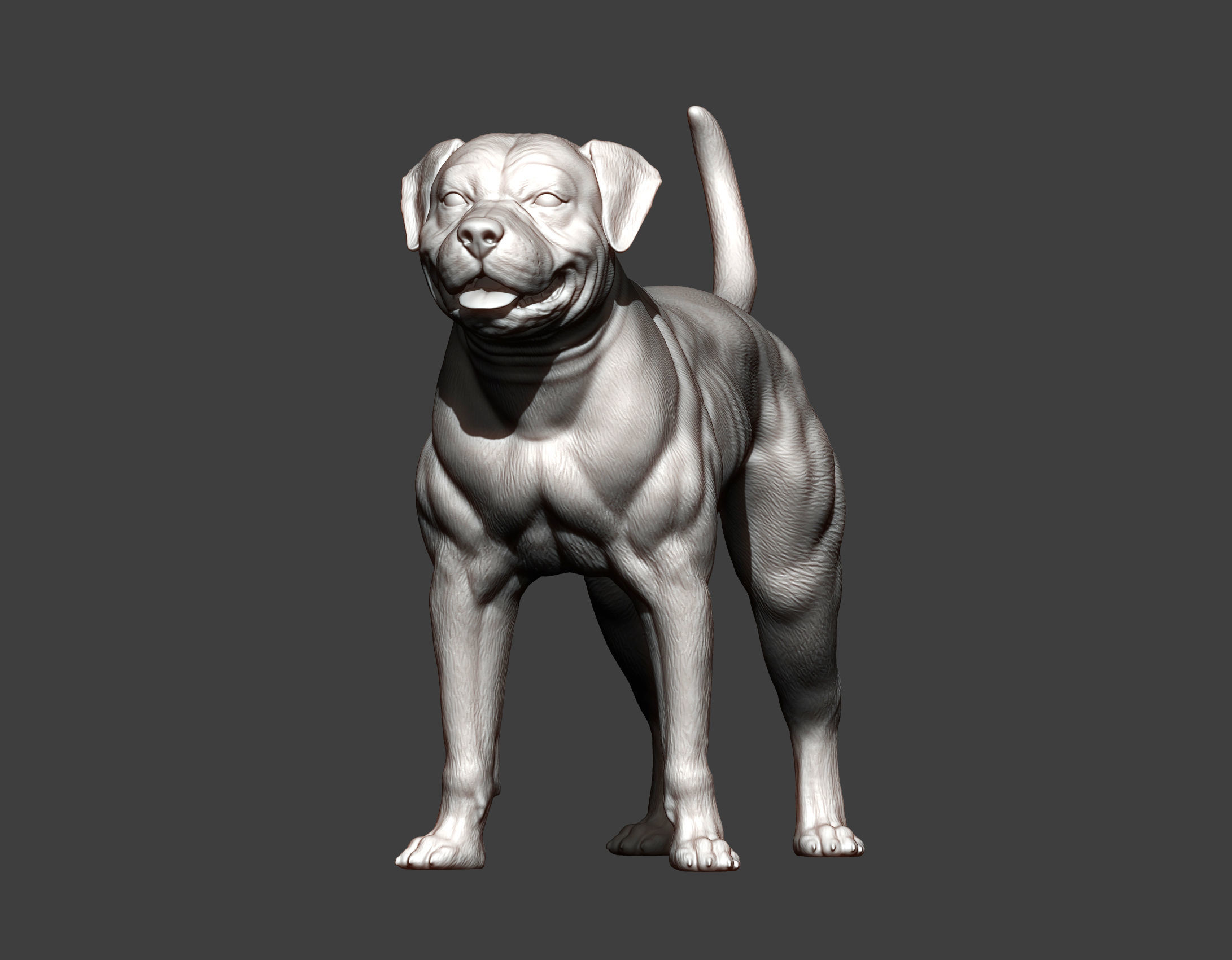 american bulldog 3D print model_8