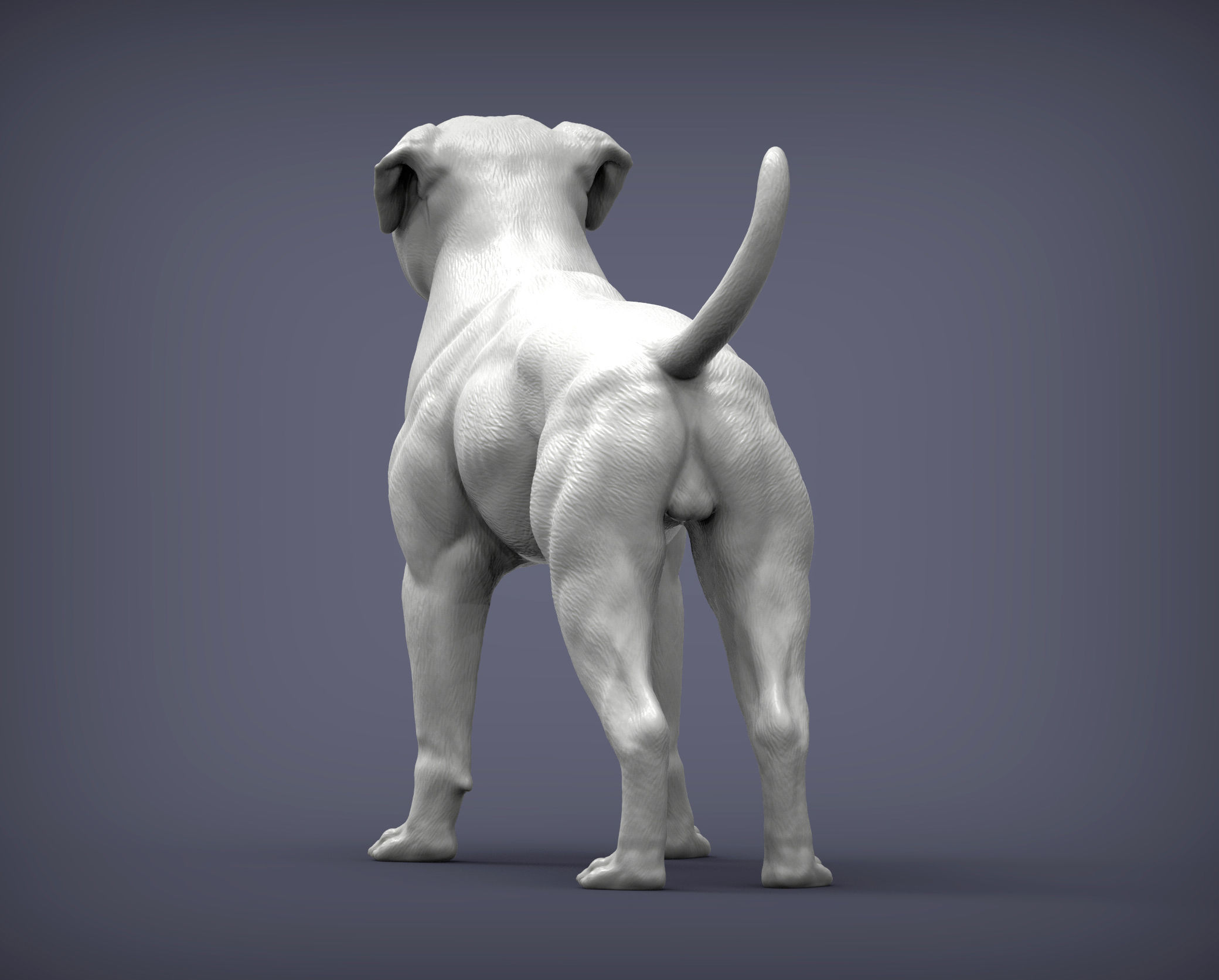 american bulldog 3D print model_3