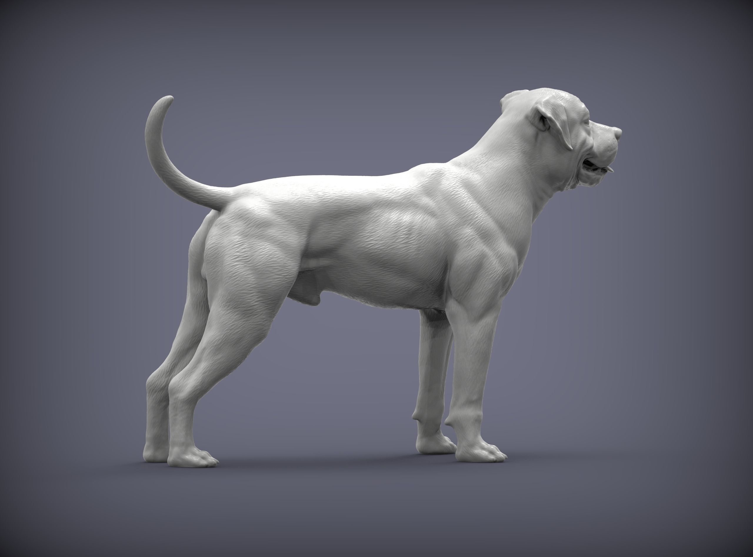 american bulldog 3D print model_5