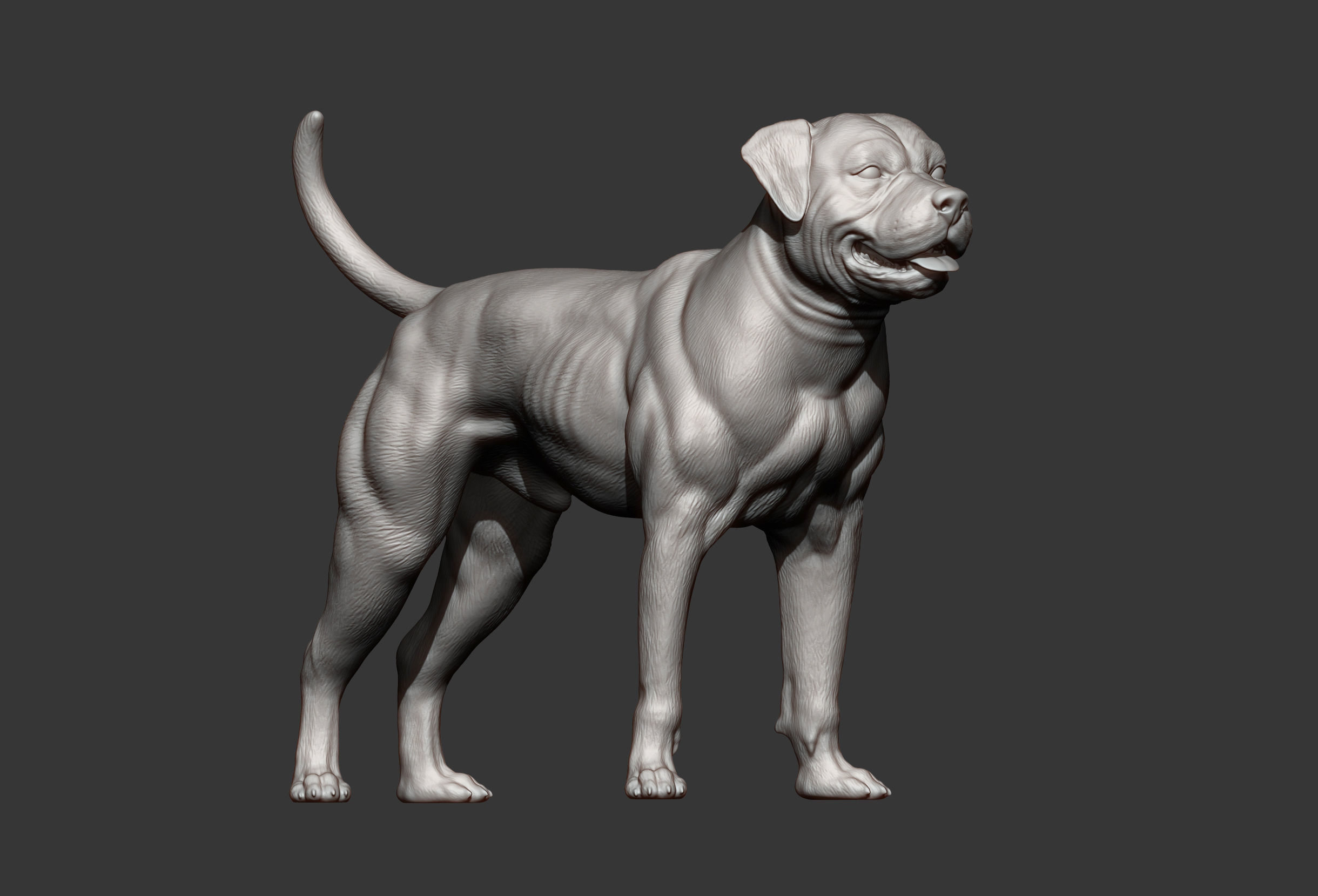 american bulldog 3D print model_9