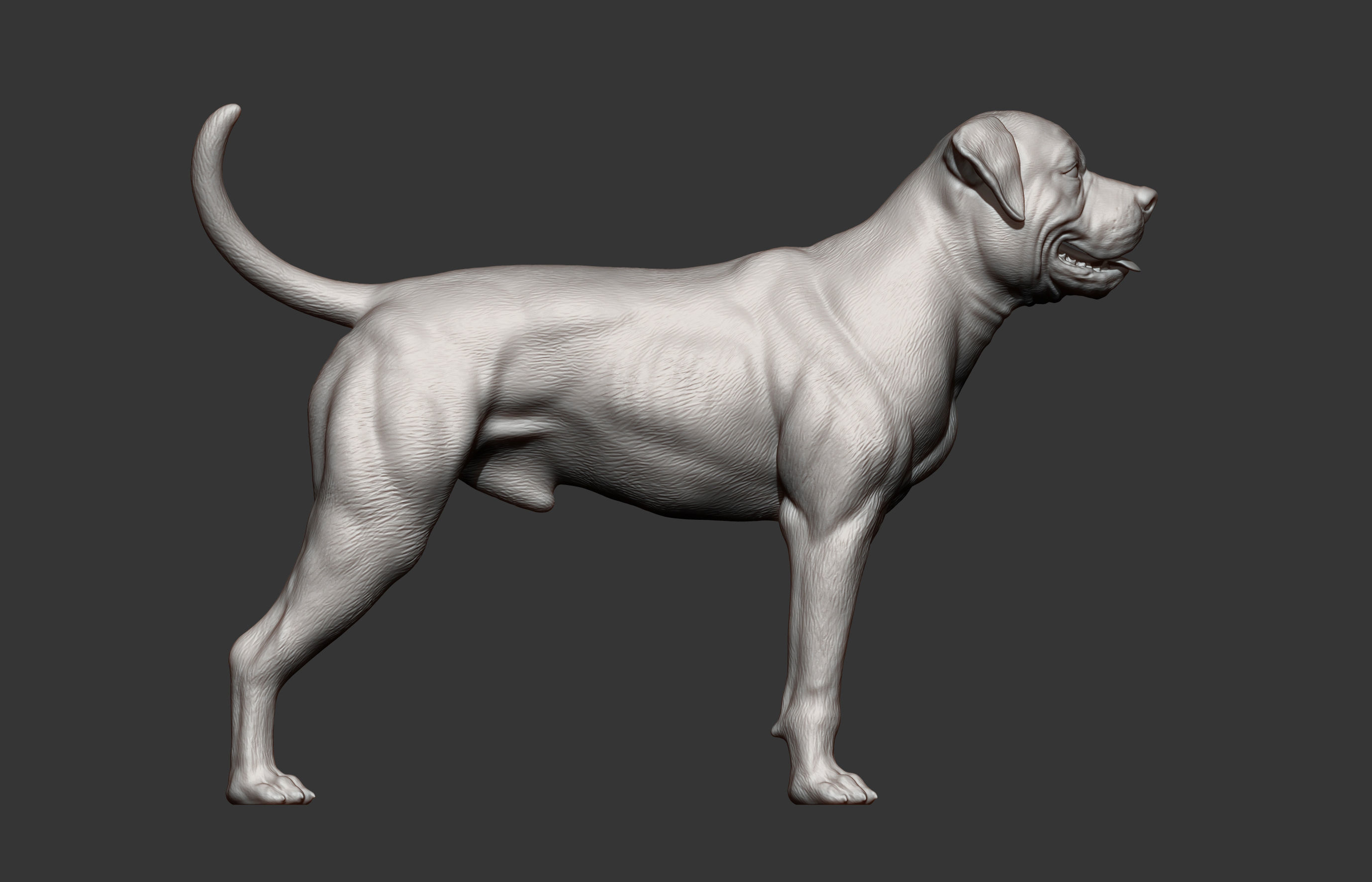 american bulldog 3D print model_6