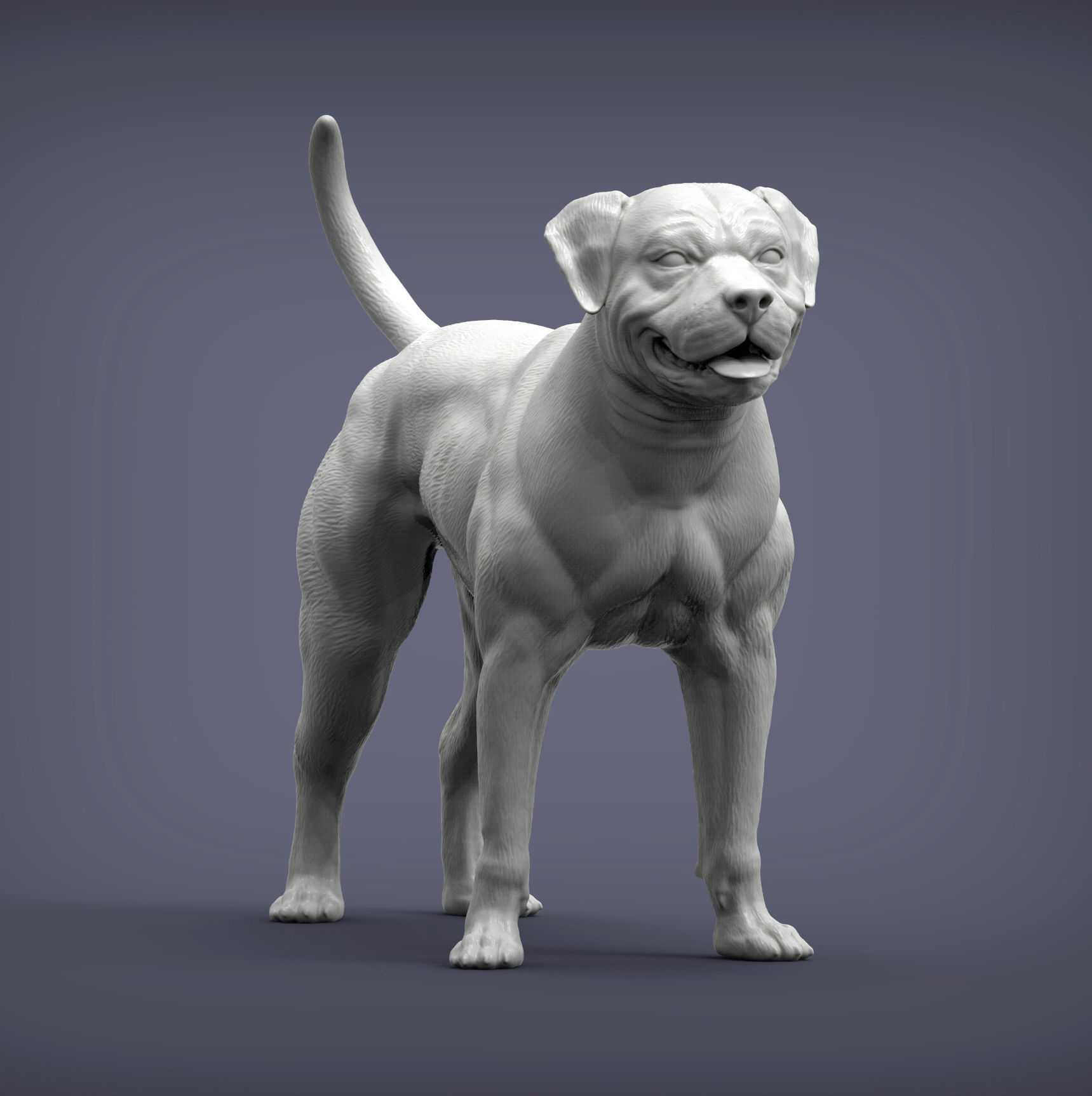 american bulldog 3D print model_4