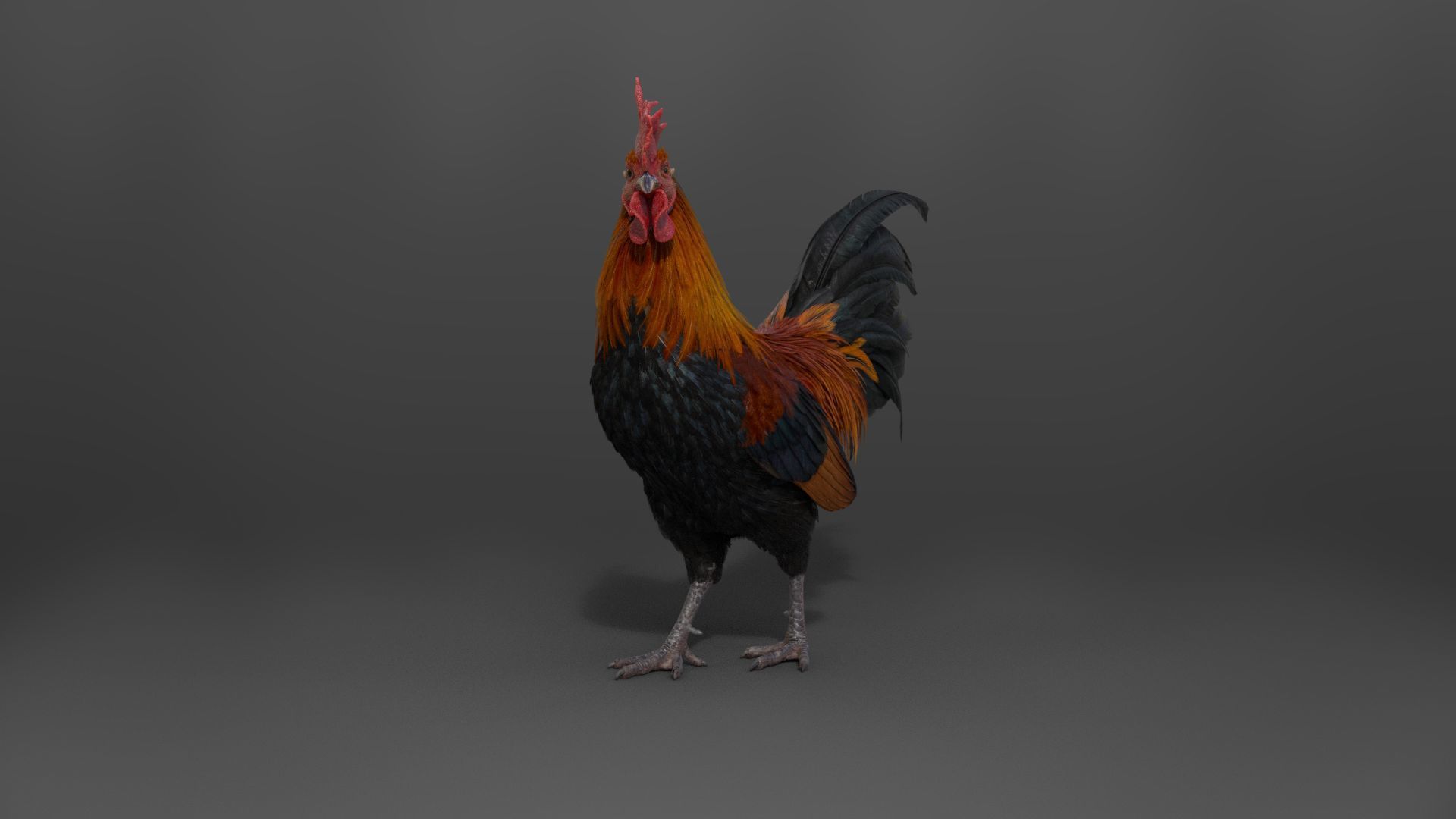 Black Cock Animated VFX Grace 3D model_15