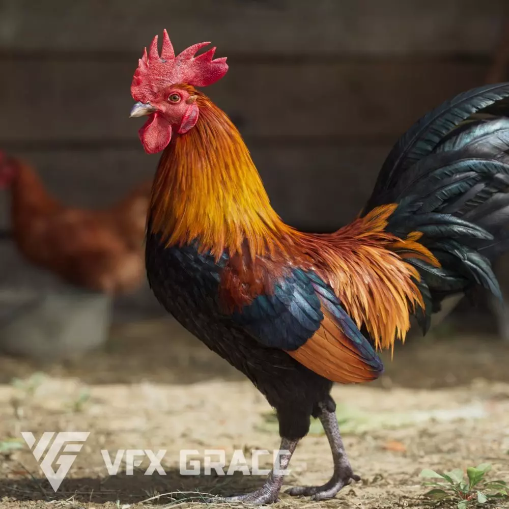 Black Cock Animated VFX Grace 3D model_0
