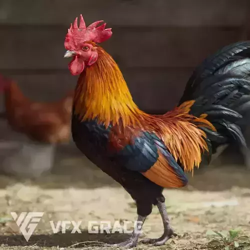 Black Cock Animated VFX Grace 3D model
