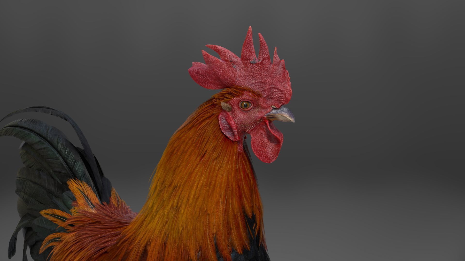 Black Cock Animated VFX Grace 3D model_19