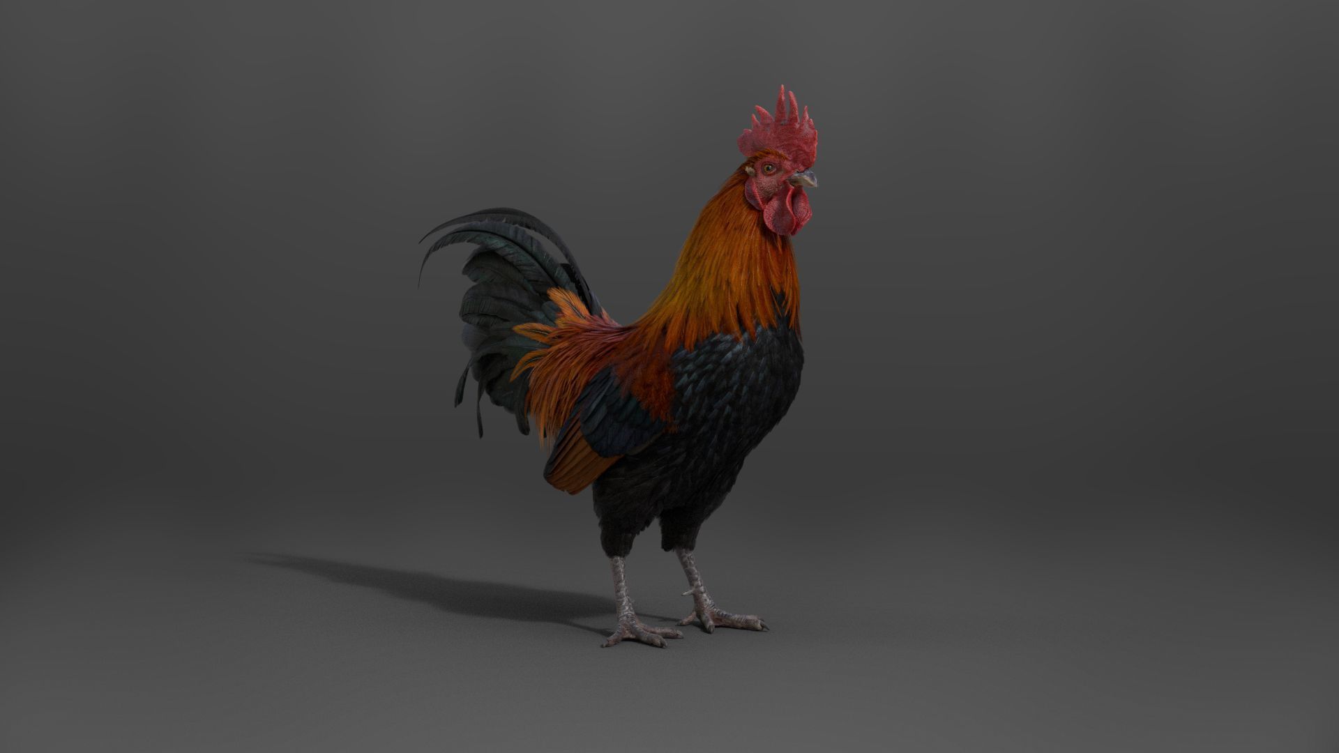 Black Cock Animated VFX Grace 3D model_17