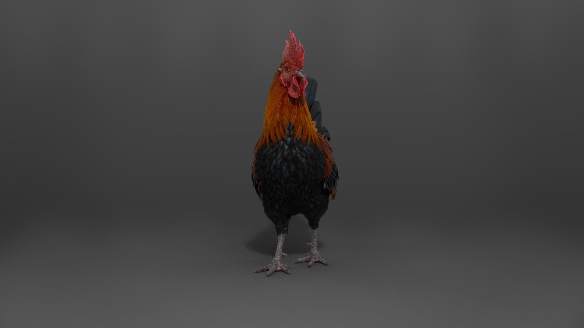 Black Cock Animated VFX Grace 3D model_14