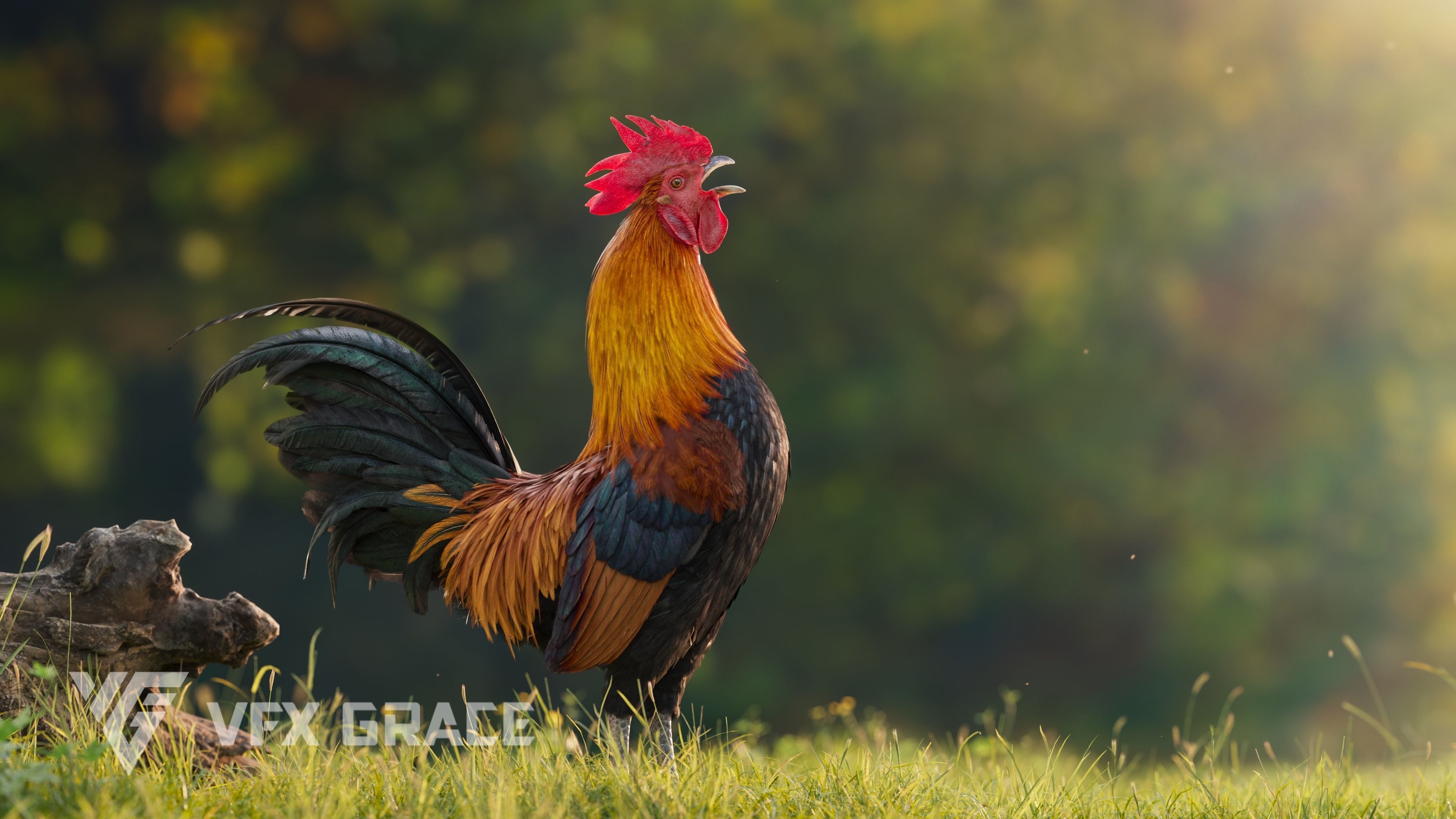 Black Cock Animated VFX Grace 3D model_7