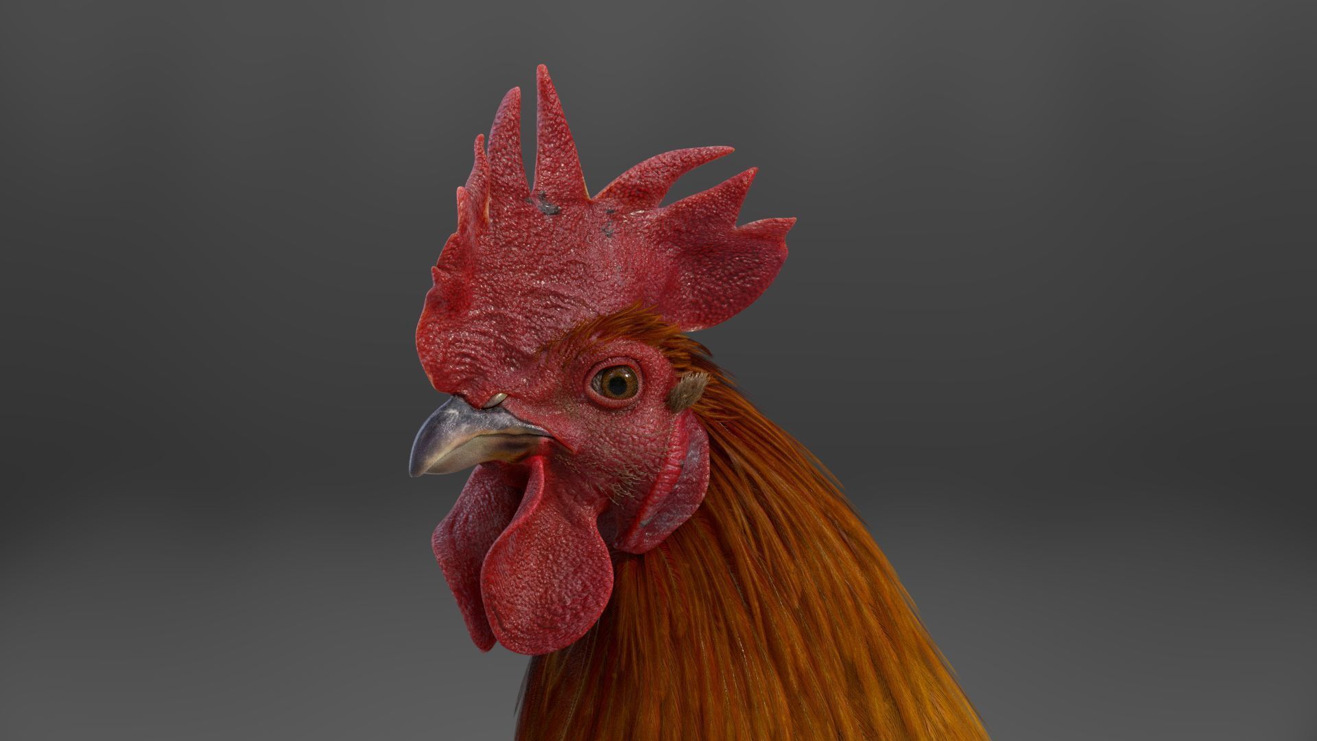 Black Cock Animated VFX Grace 3D model_20