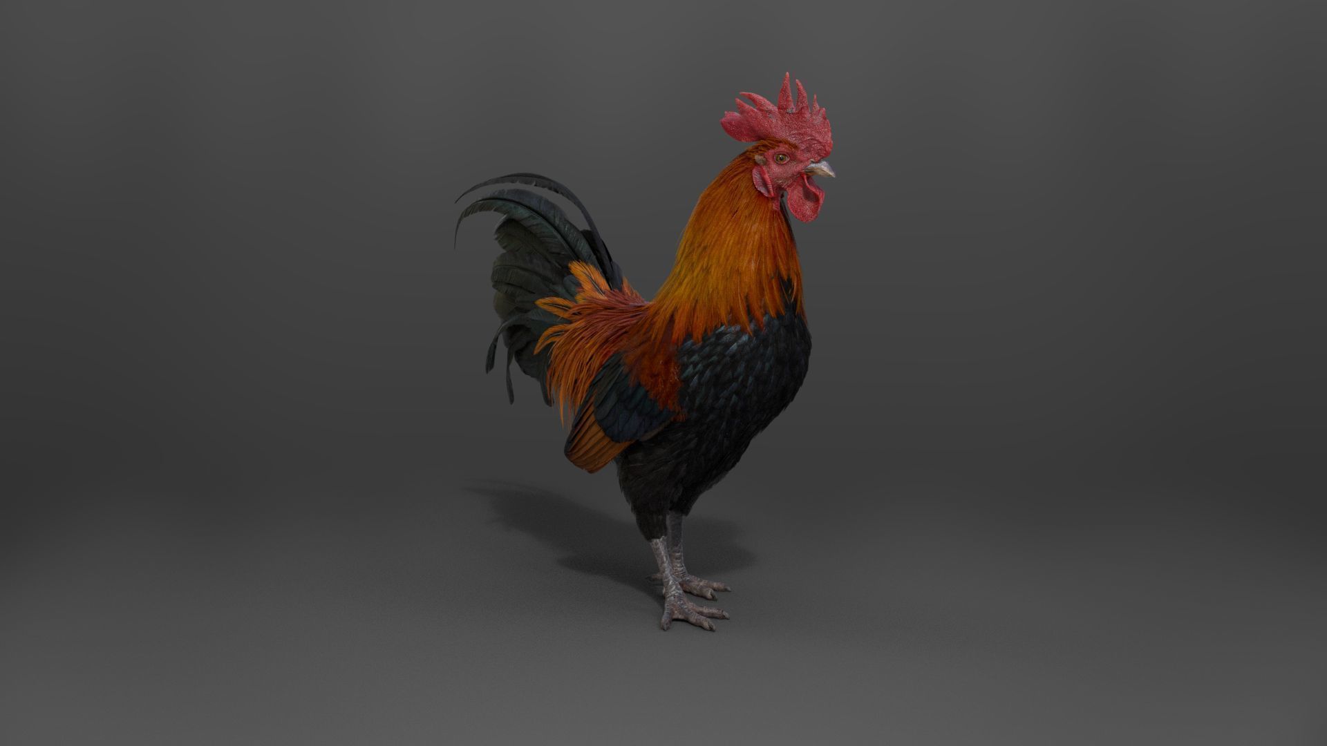 Black Cock Animated VFX Grace 3D model_13