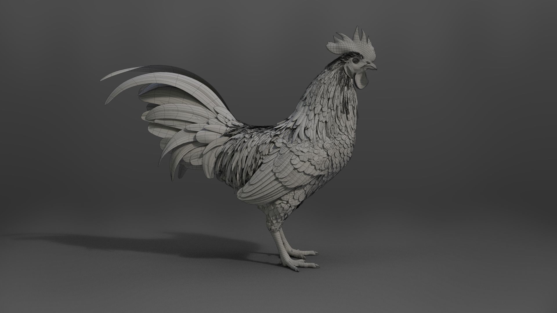 Black Cock Animated VFX Grace 3D model_38