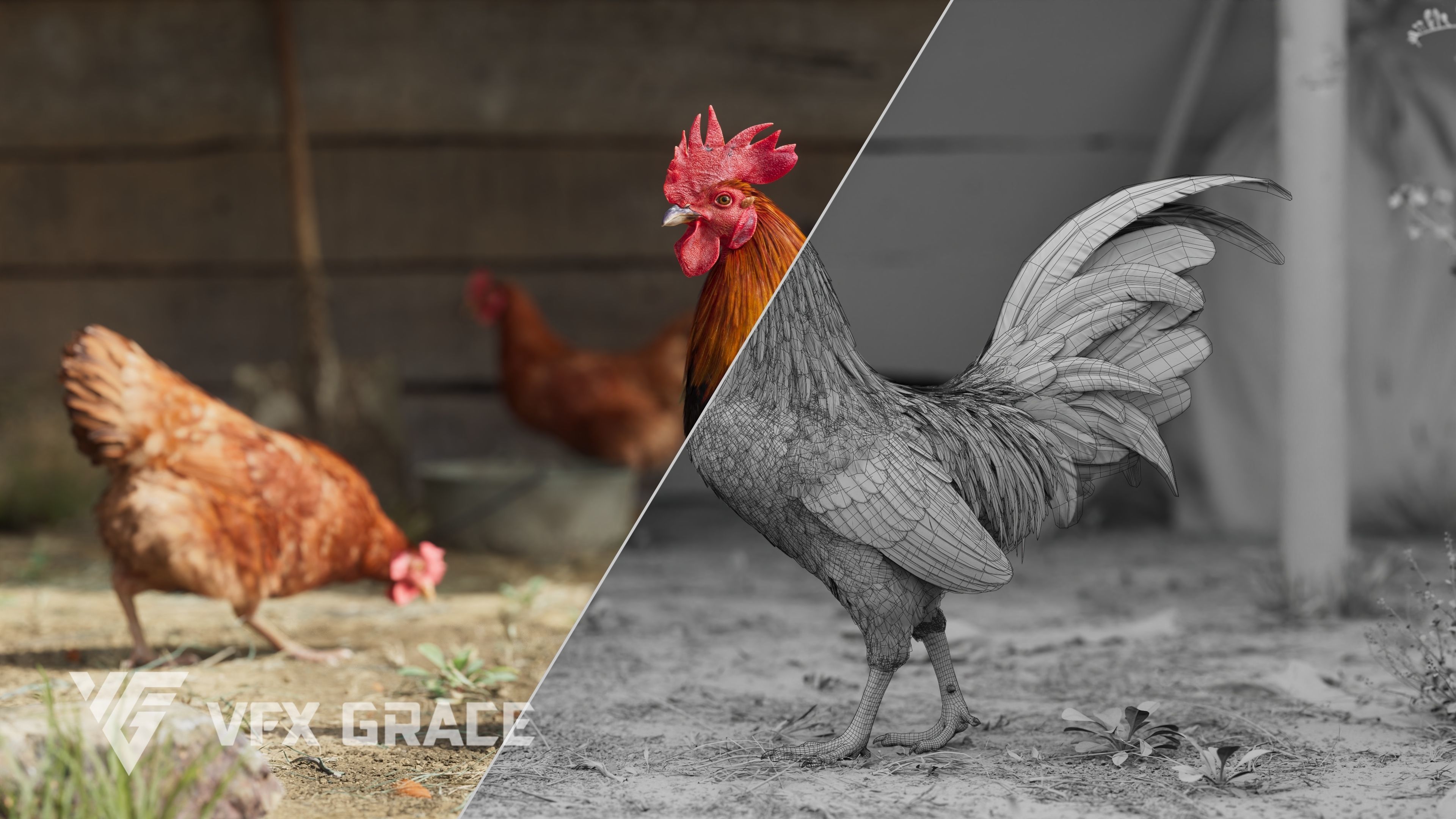 Black Cock Animated VFX Grace 3D model_6