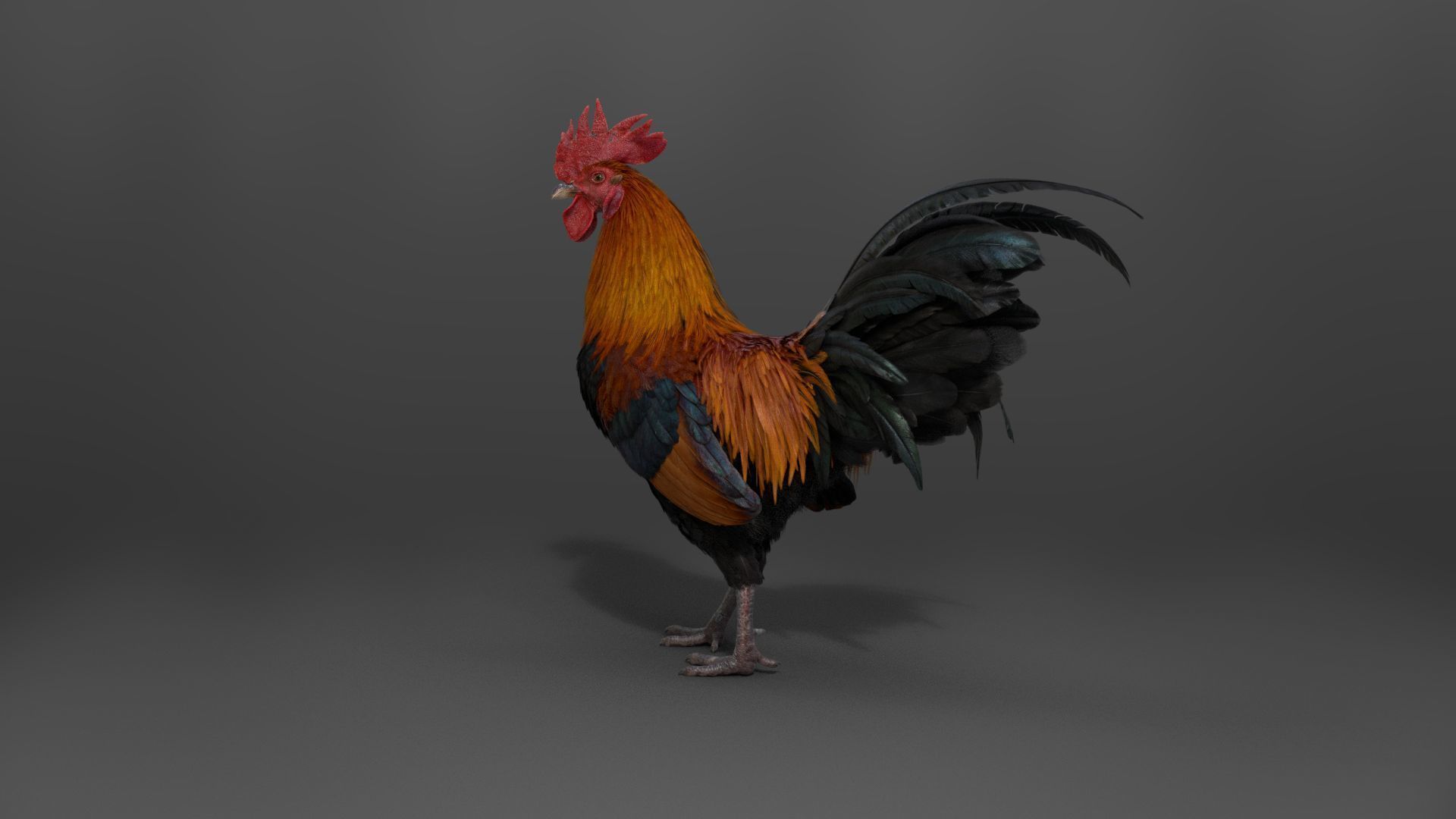 Black Cock Animated VFX Grace 3D model_12