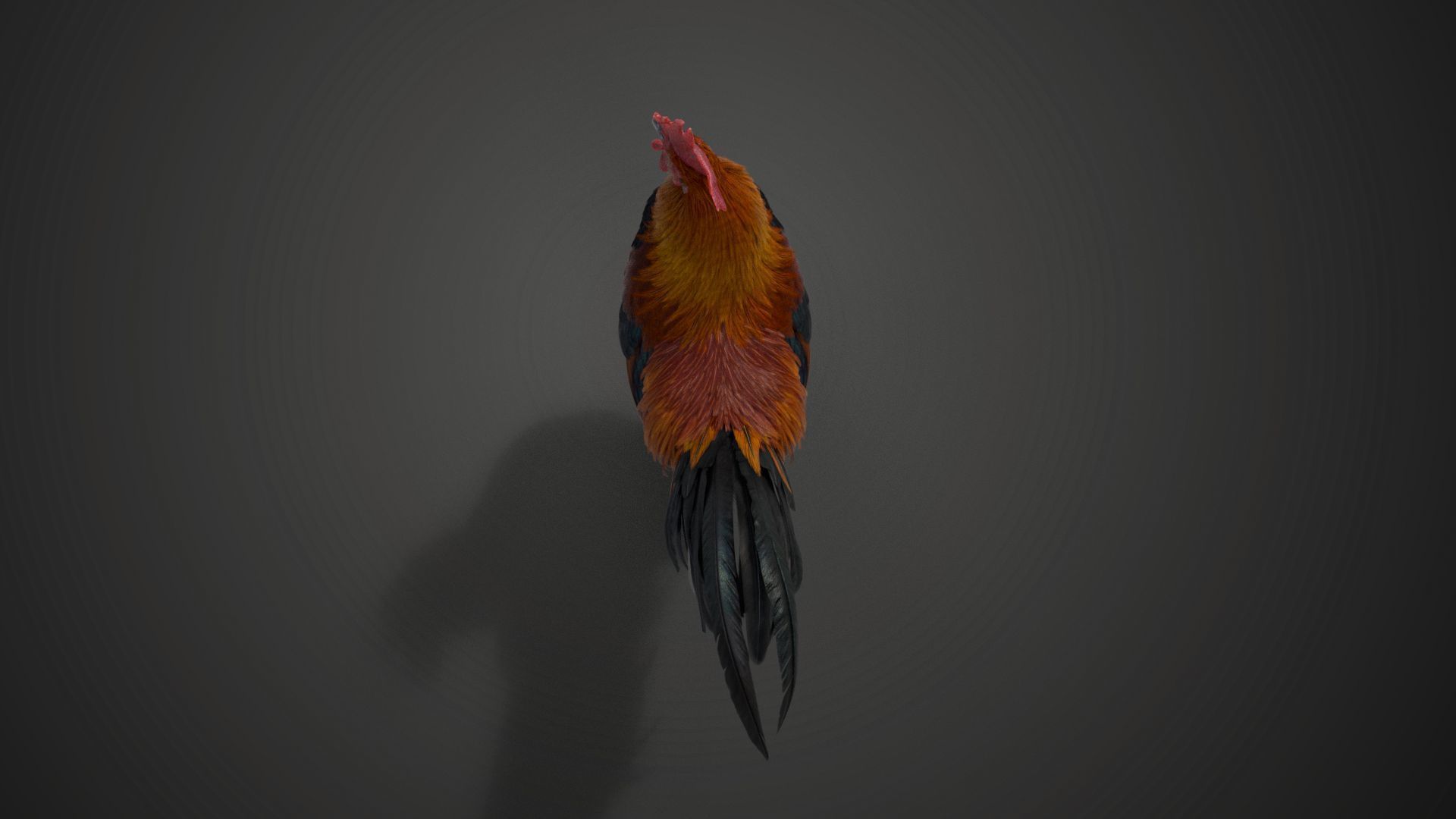 Black Cock Animated VFX Grace 3D model_16