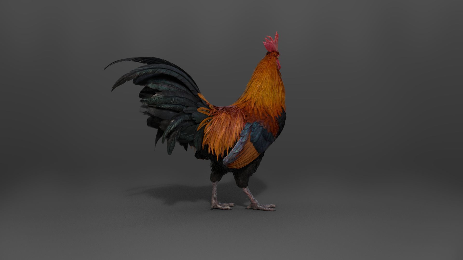 Black Cock Animated VFX Grace 3D model_11