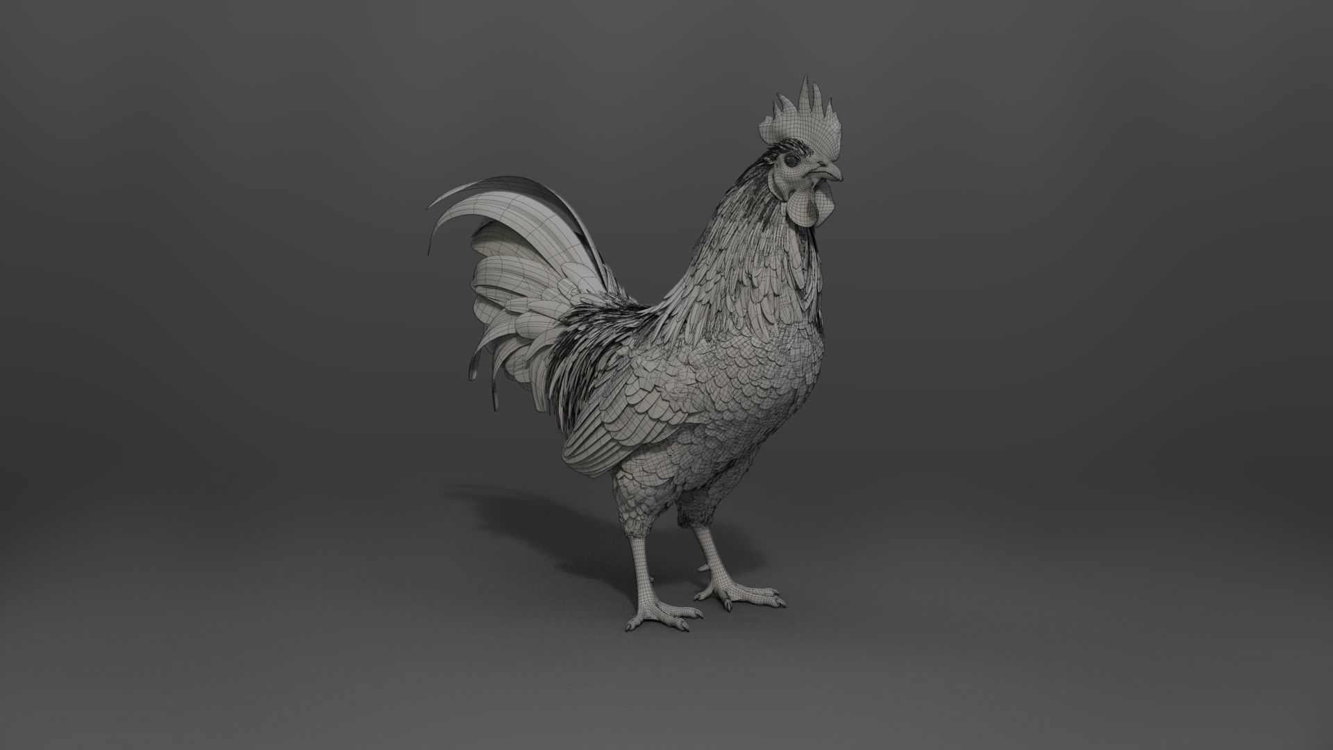 Black Cock Animated VFX Grace 3D model_35