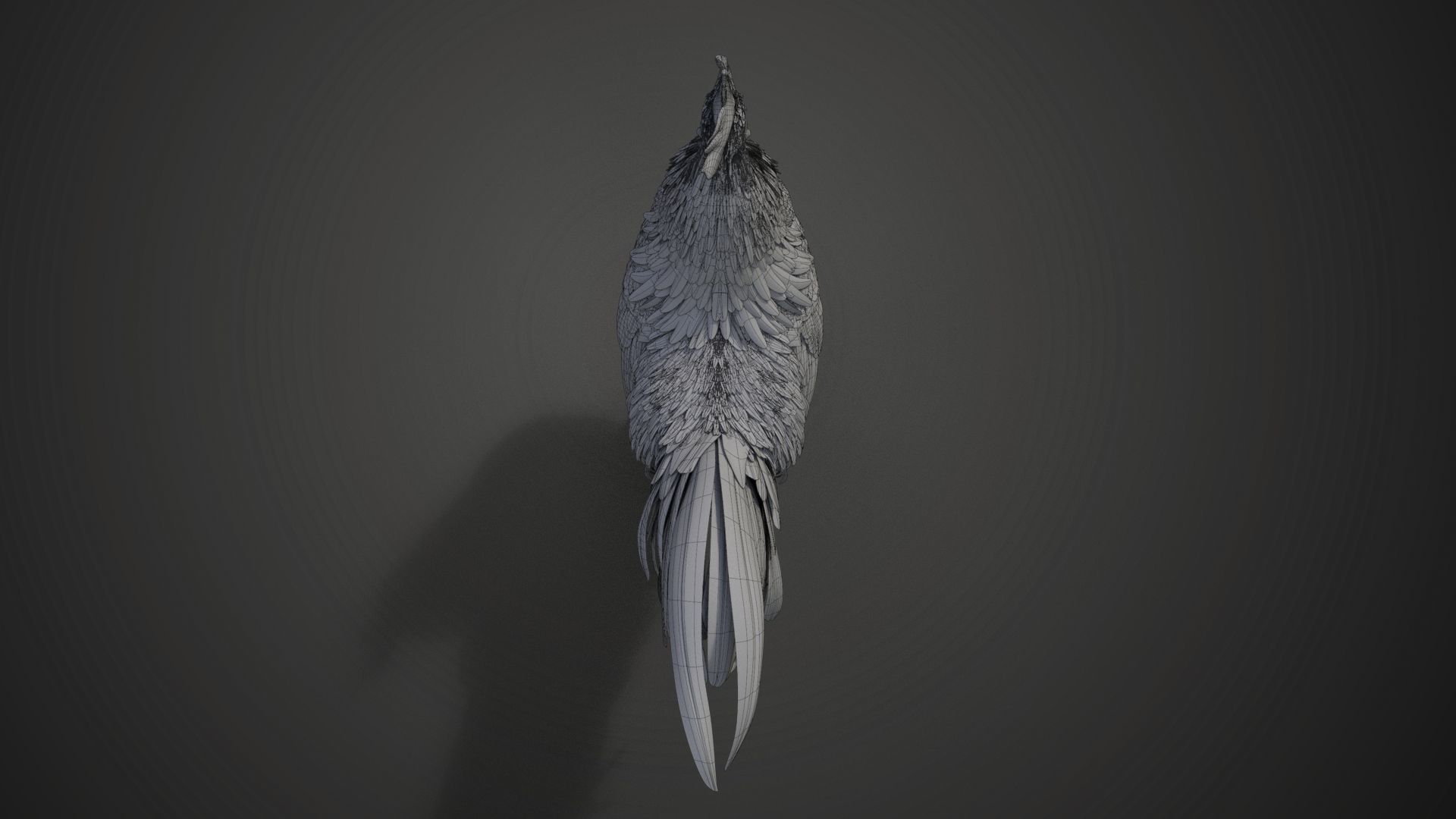 Black Cock Animated VFX Grace 3D model_39