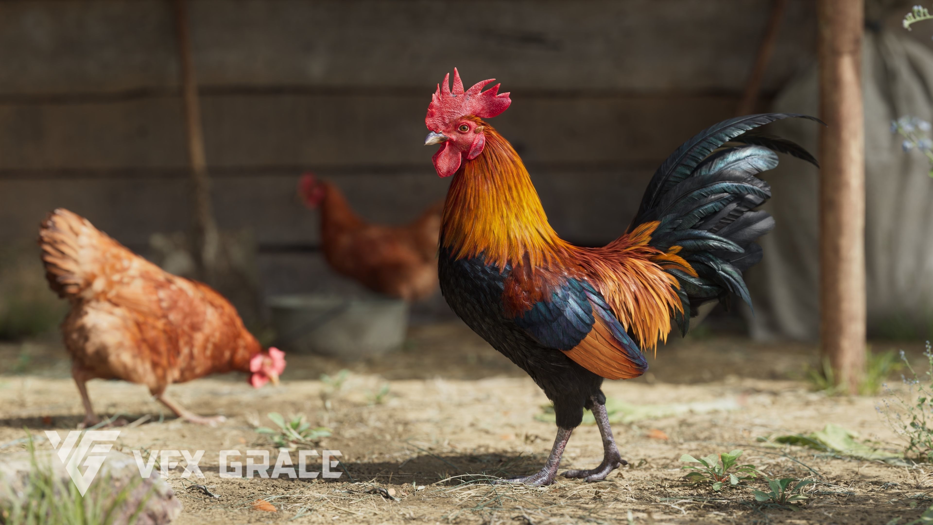 Black Cock Animated VFX Grace 3D model_5