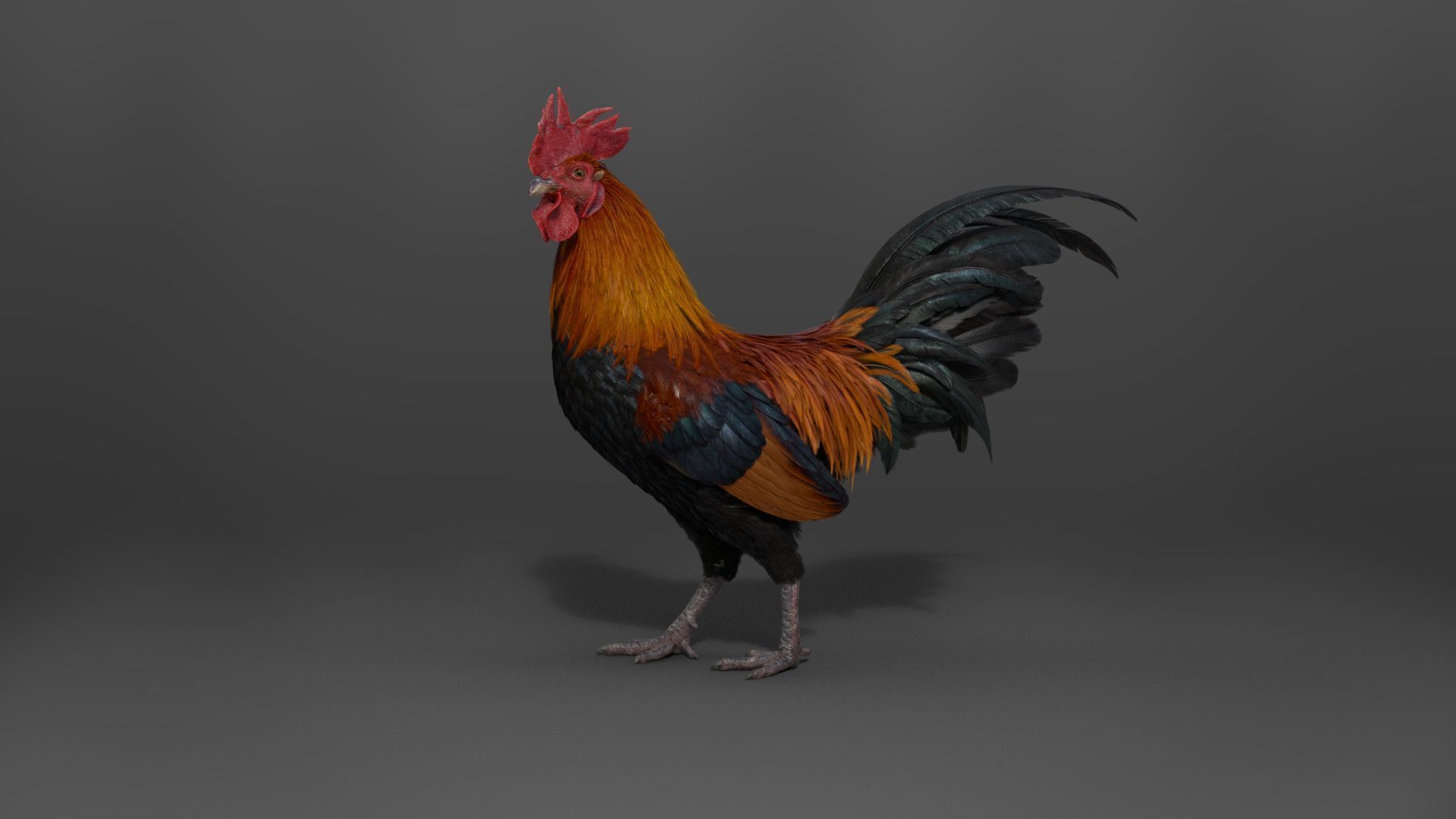 Black Cock Animated VFX Grace 3D model_9