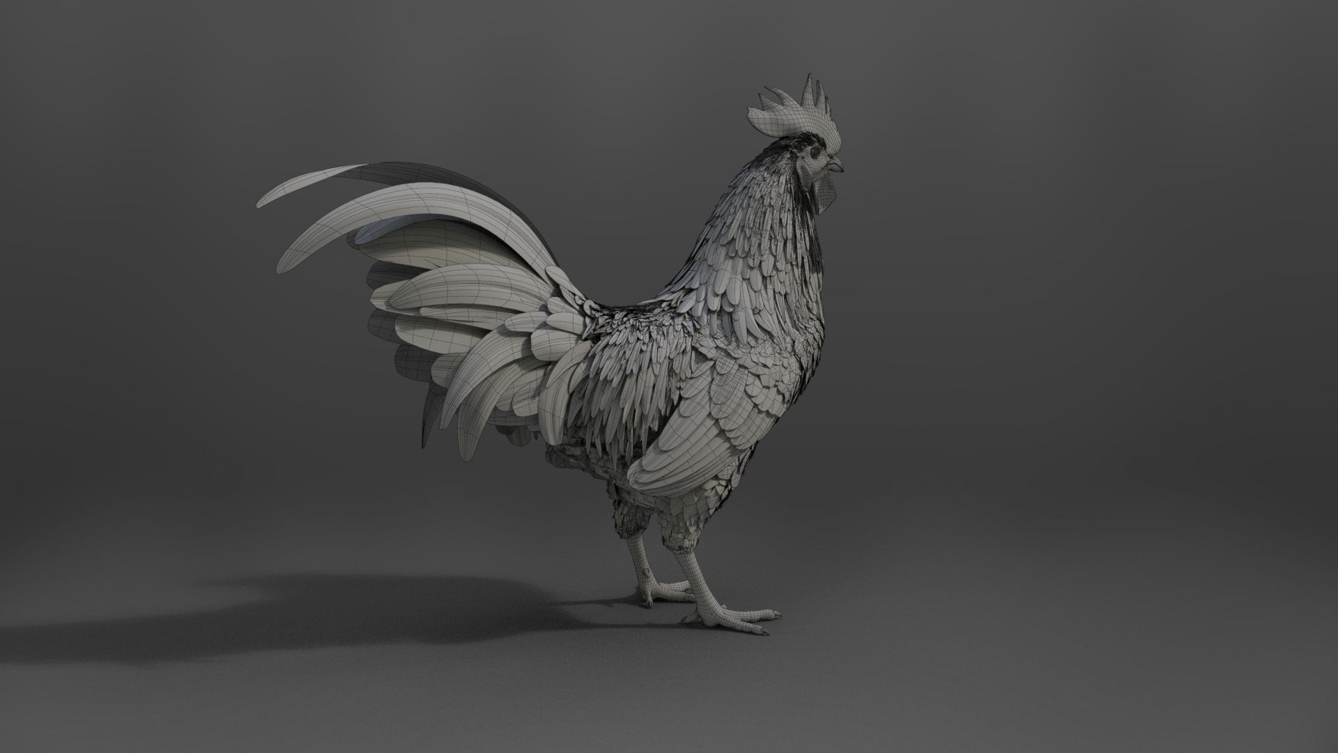 Black Cock Animated VFX Grace 3D model_40