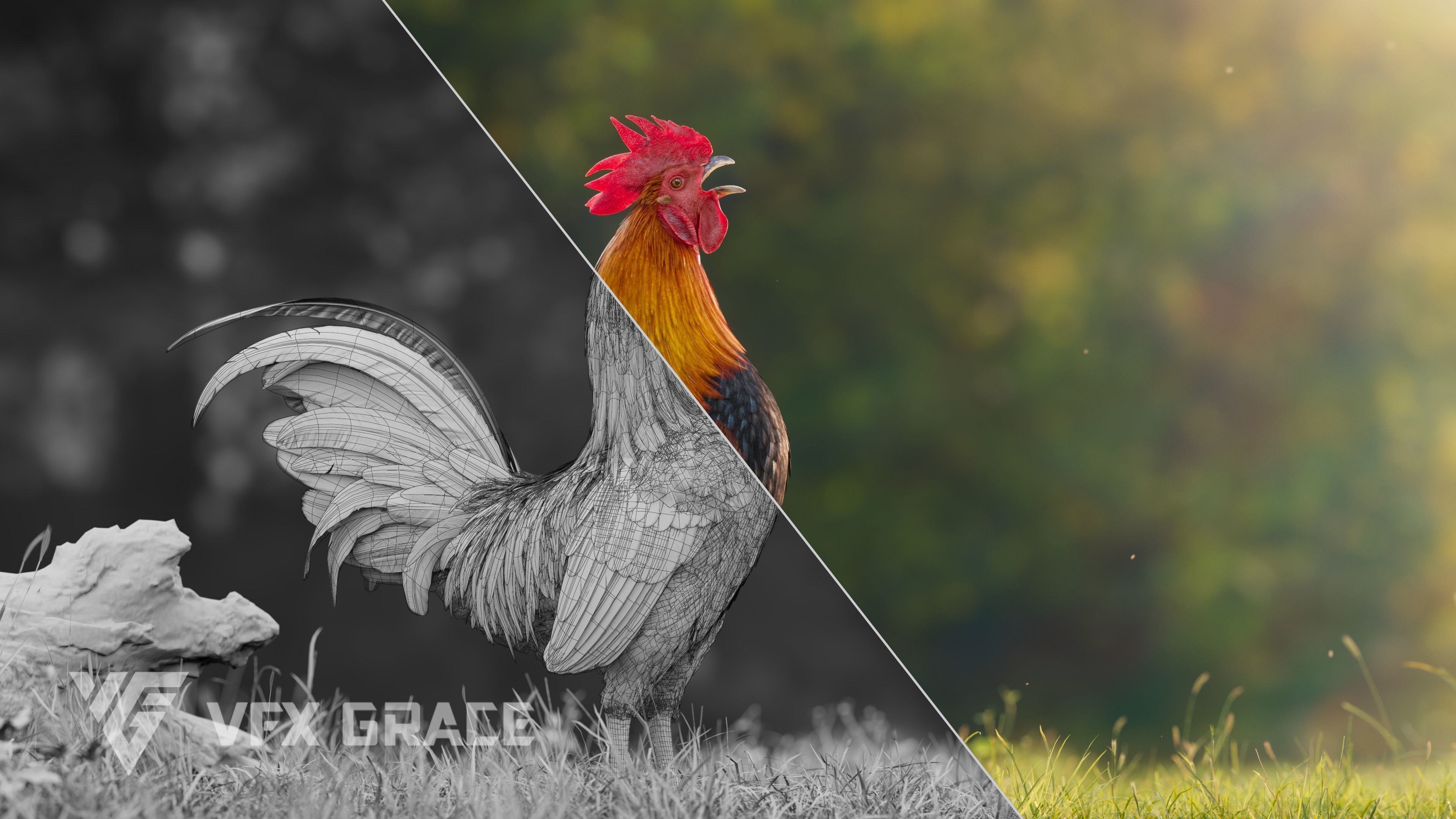 Black Cock Animated VFX Grace 3D model_8