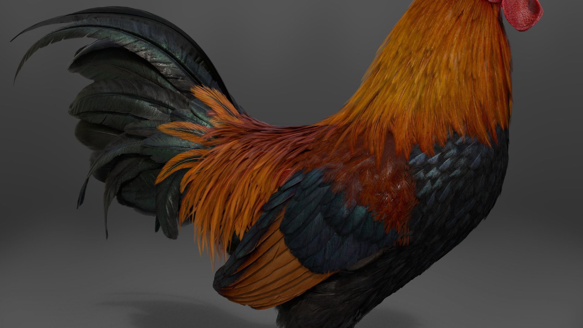 Black Cock Animated VFX Grace 3D model_18
