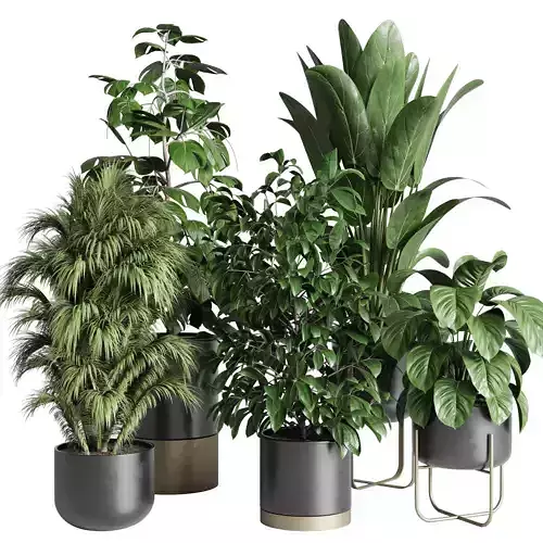 Collection indoor plant ficus rubbery monstera palm stand