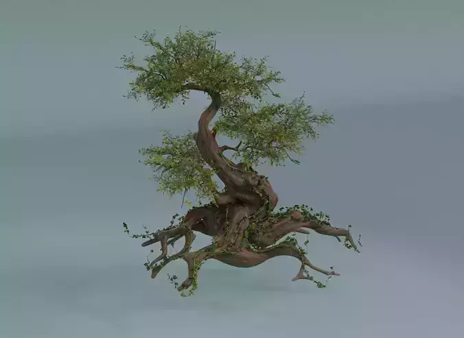 Chinese banyan  Ancestral old tree