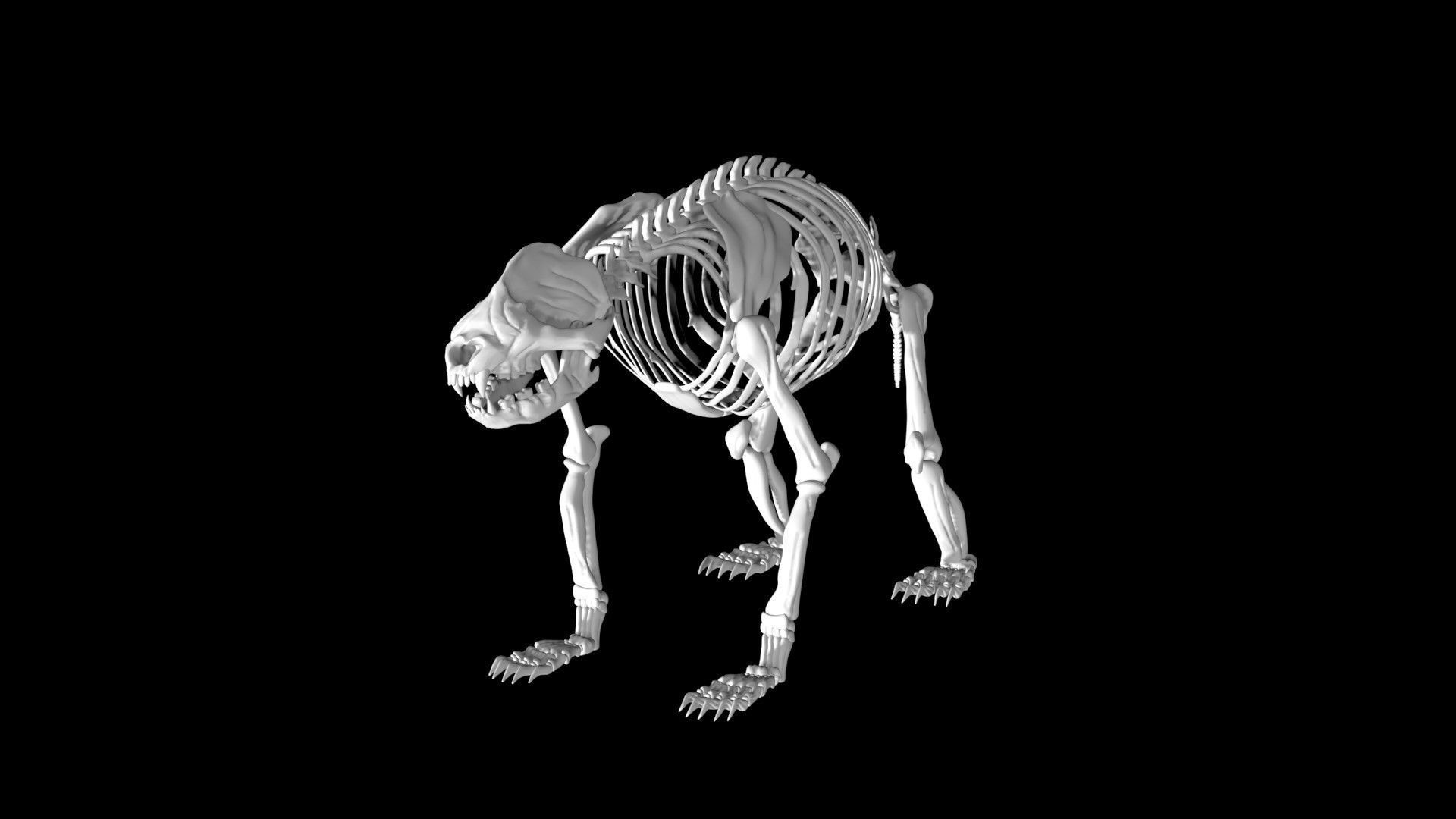 Panda skeleton Low-poly 3D model_6