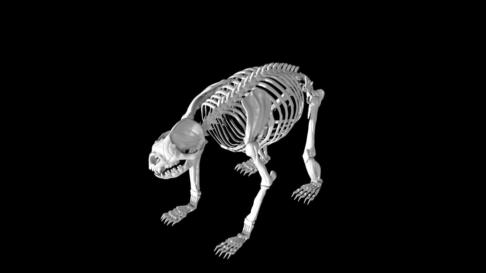 Panda skeleton Low-poly 3D model_4