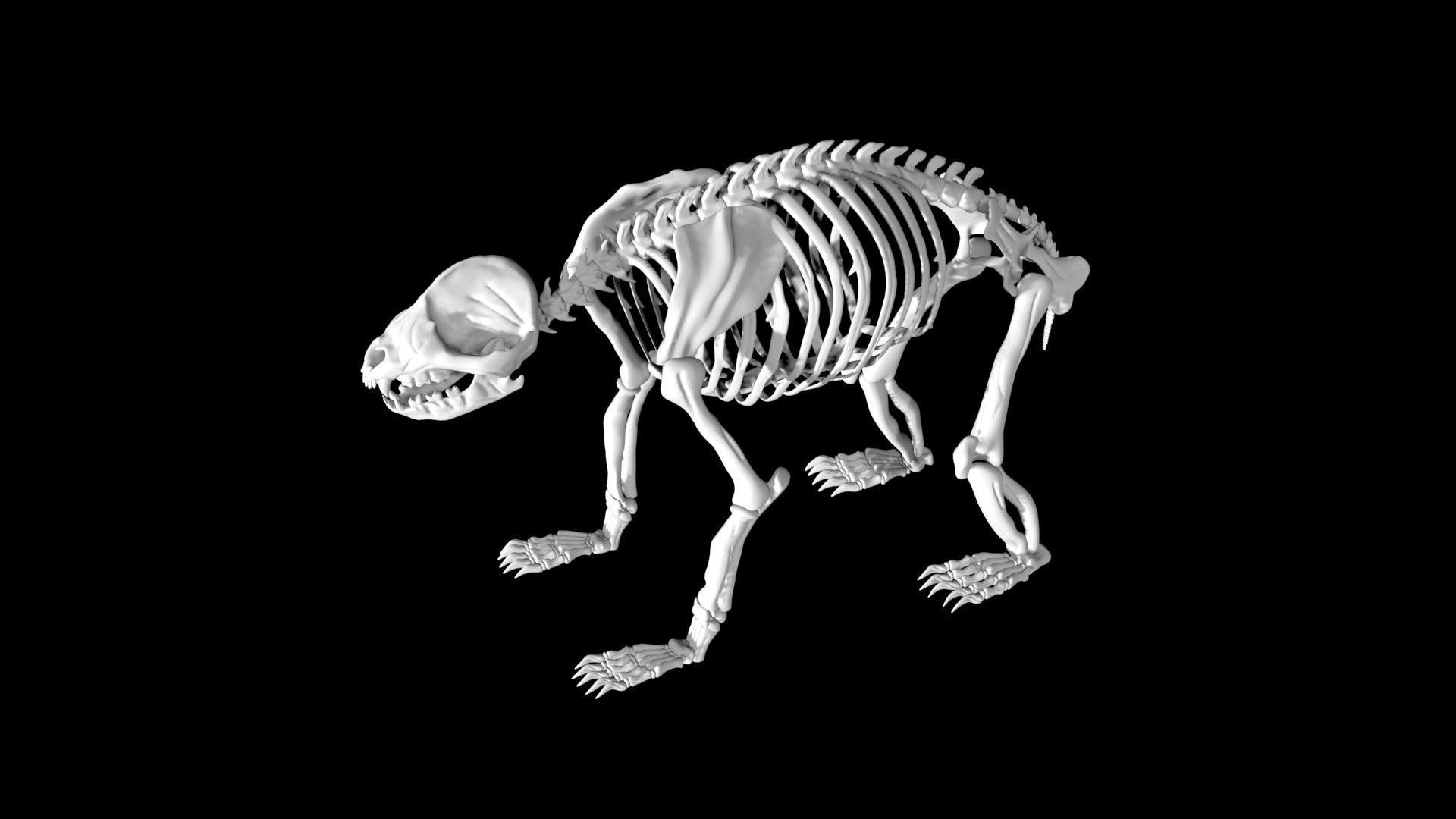 Panda skeleton Low-poly 3D model_5