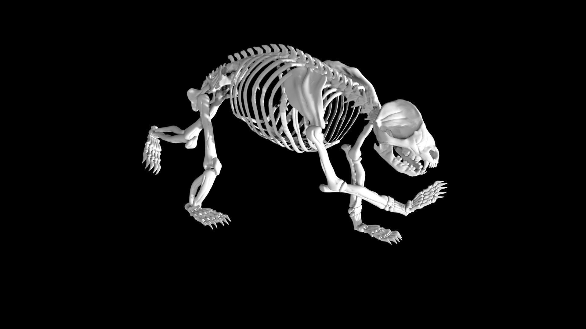 Panda skeleton Low-poly 3D model_1