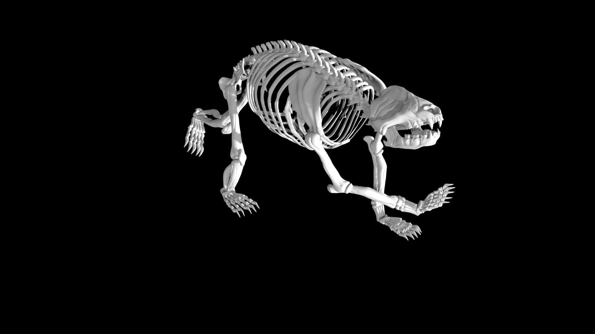 Panda skeleton Low-poly 3D model_2