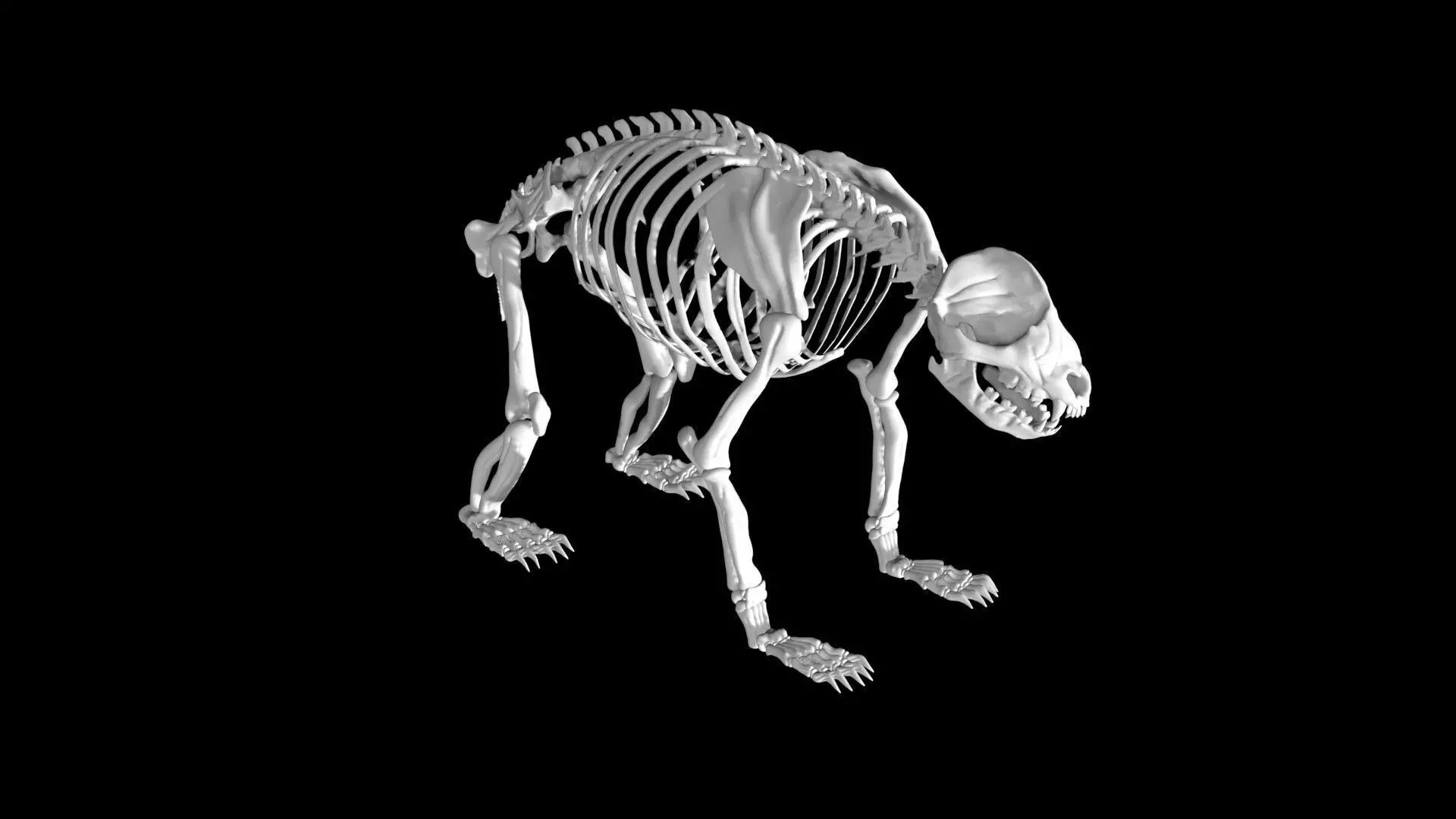 Panda skeleton Low-poly 3D model_0