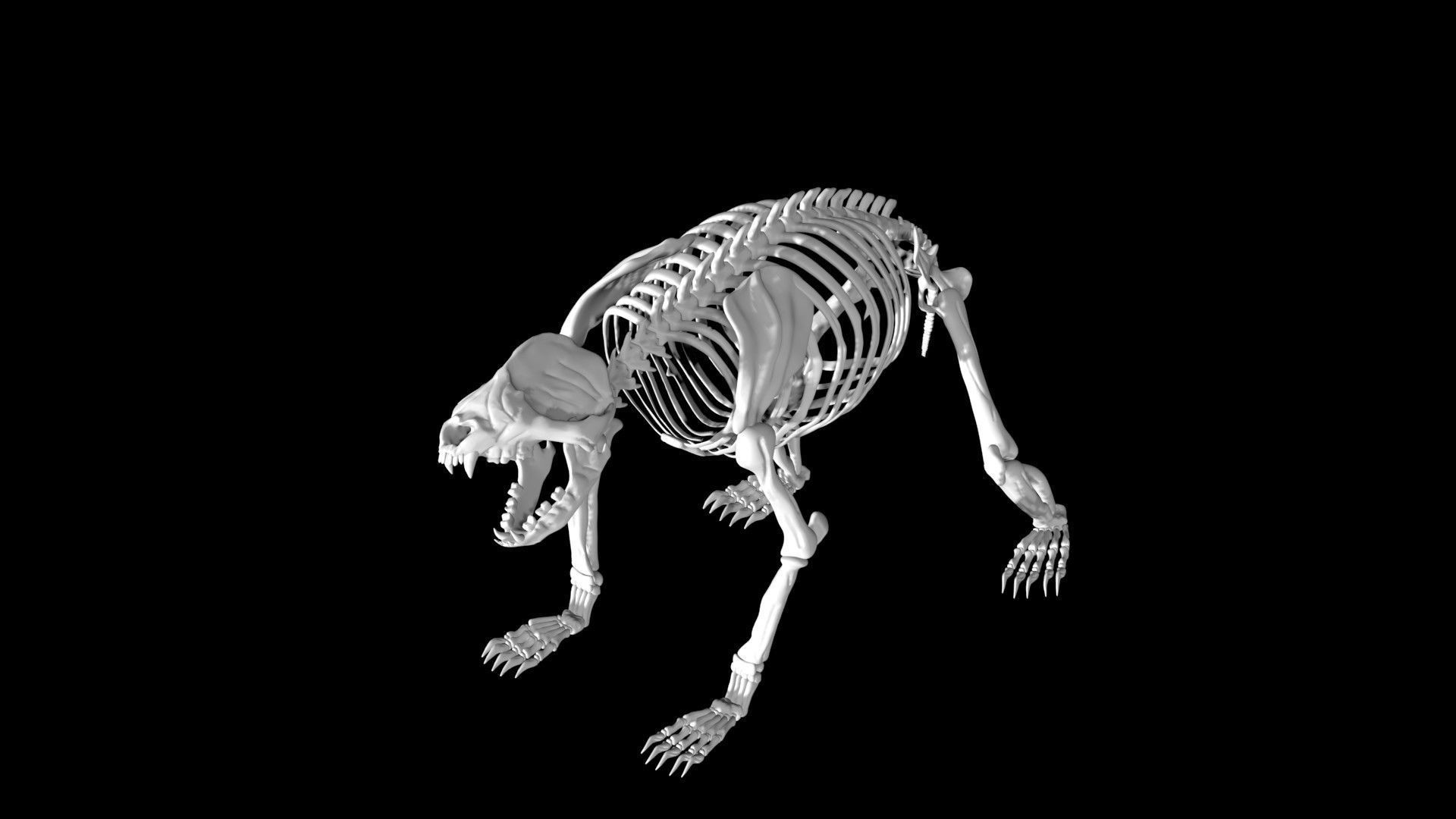Panda skeleton Low-poly 3D model_3