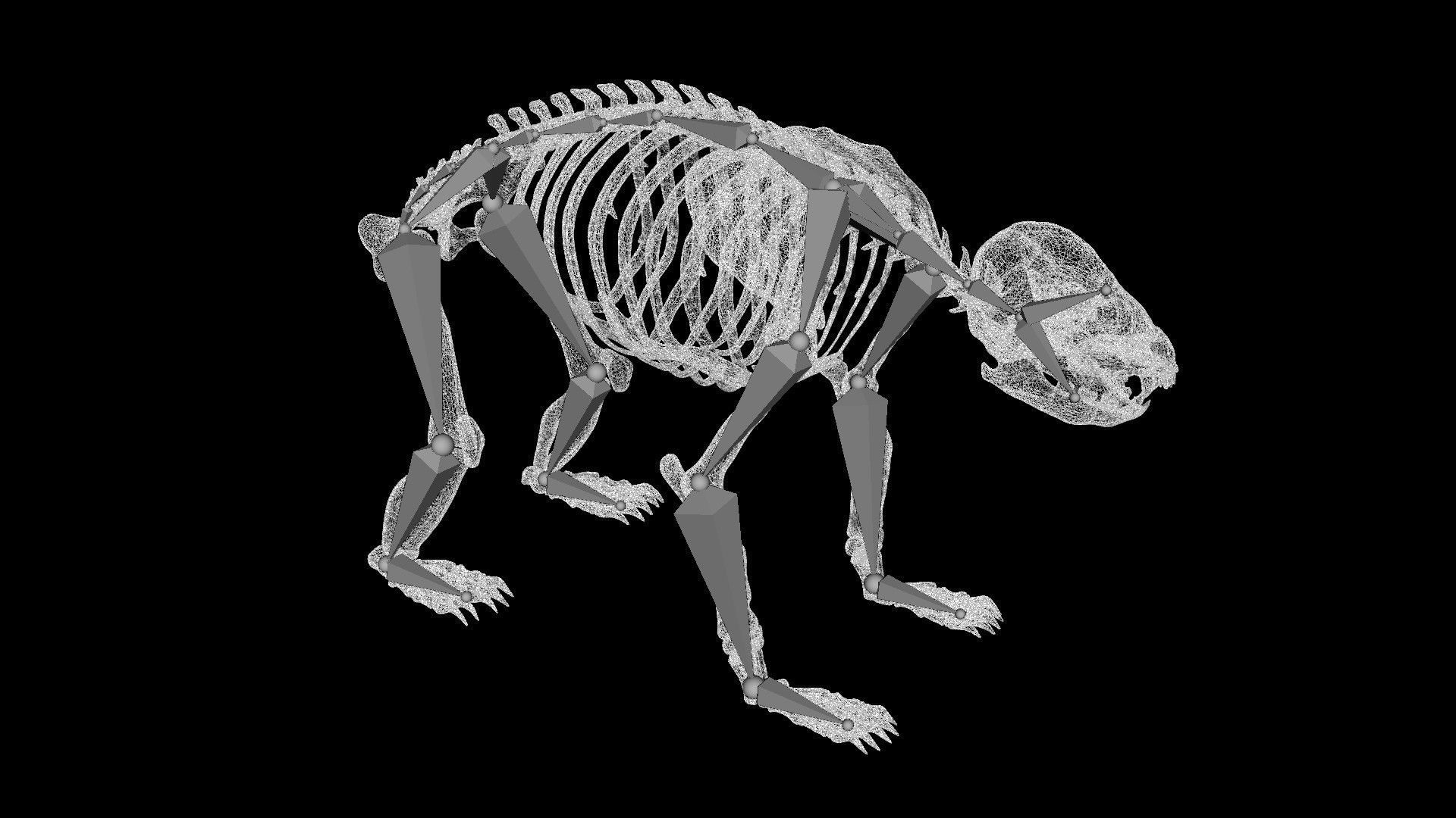 Panda skeleton Low-poly 3D model_7